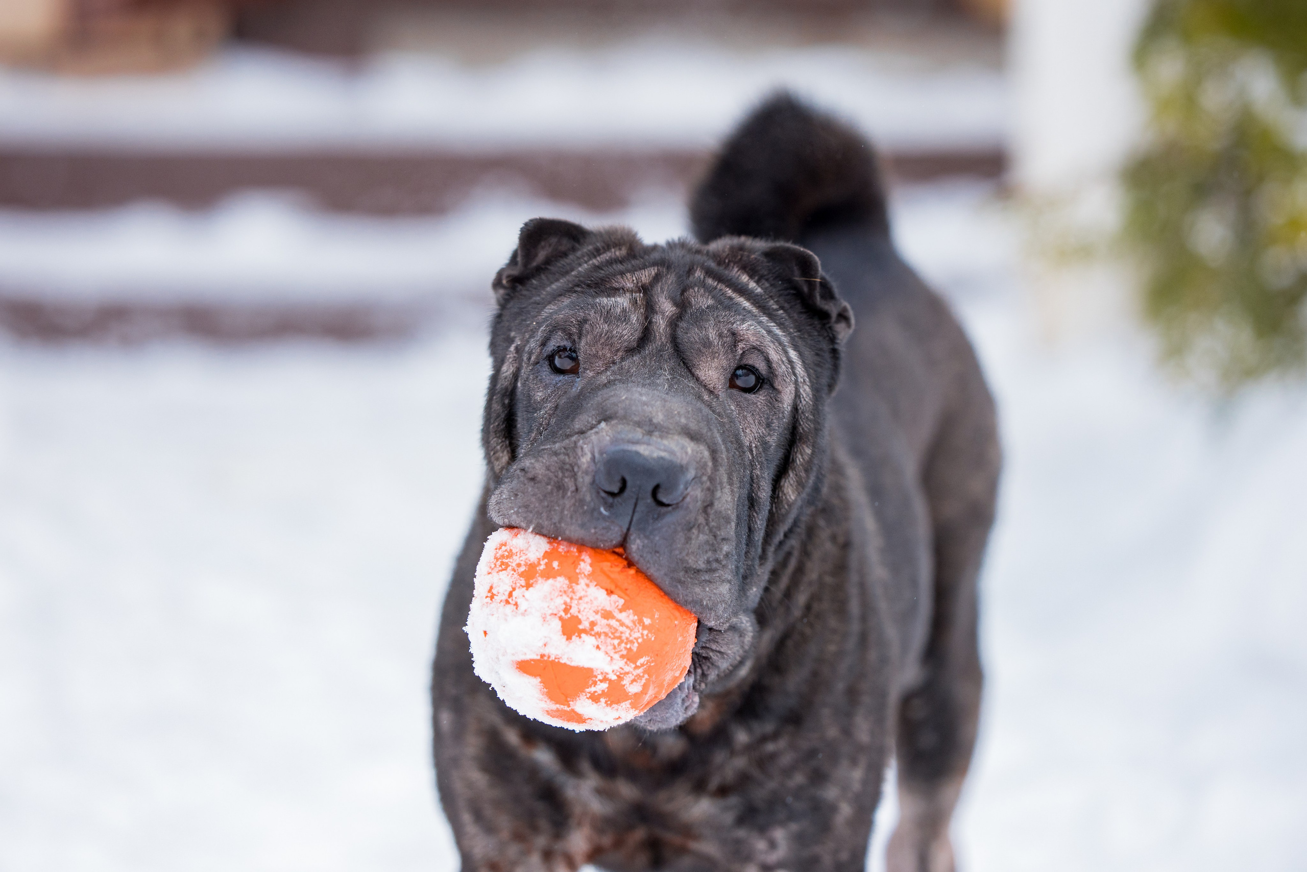 В гостях у шарпеев 16.01.2024. Фотограф-анималист Юлия Германика