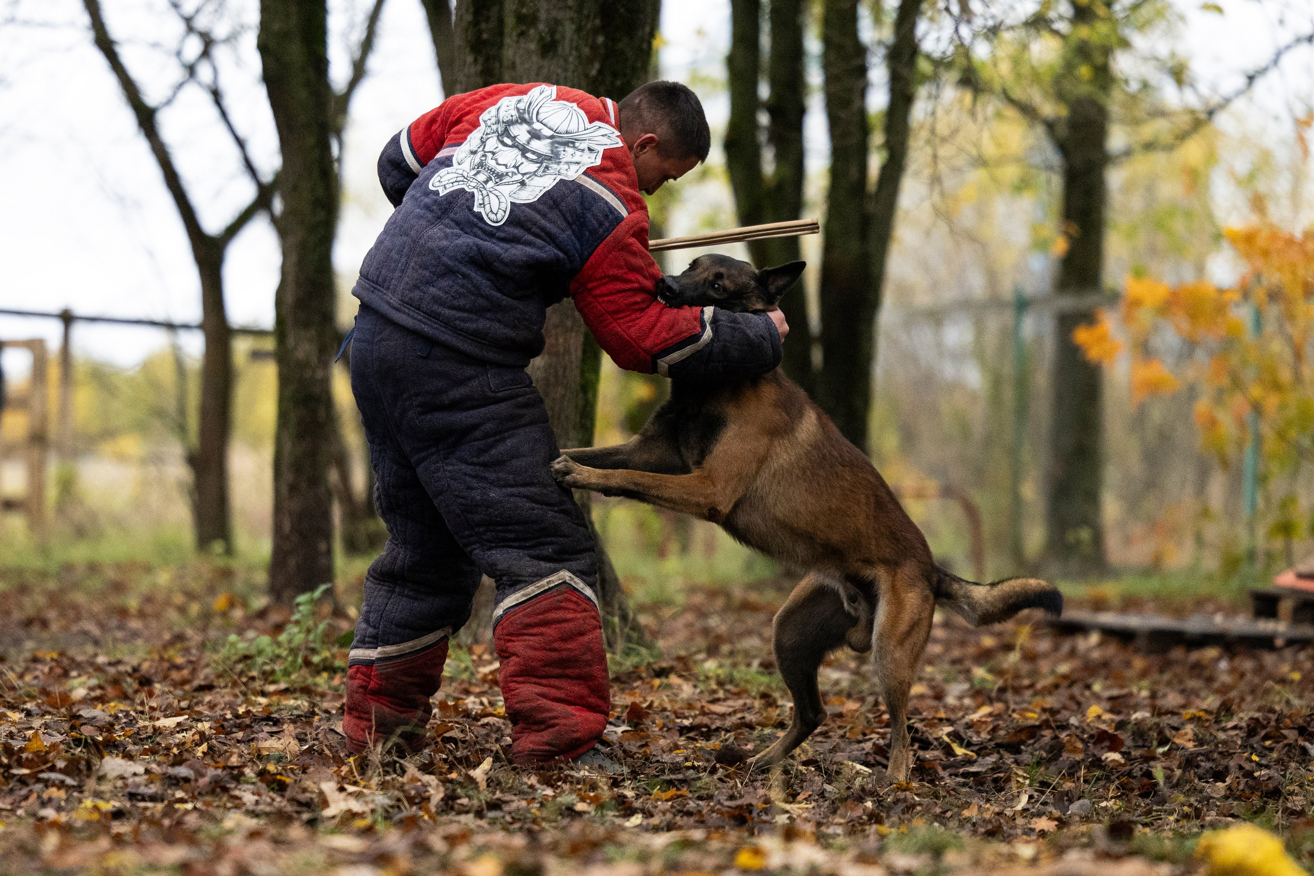 Соревнования по Мондьорингу г. Вологда. Фотограф-анималист Анна Маринич