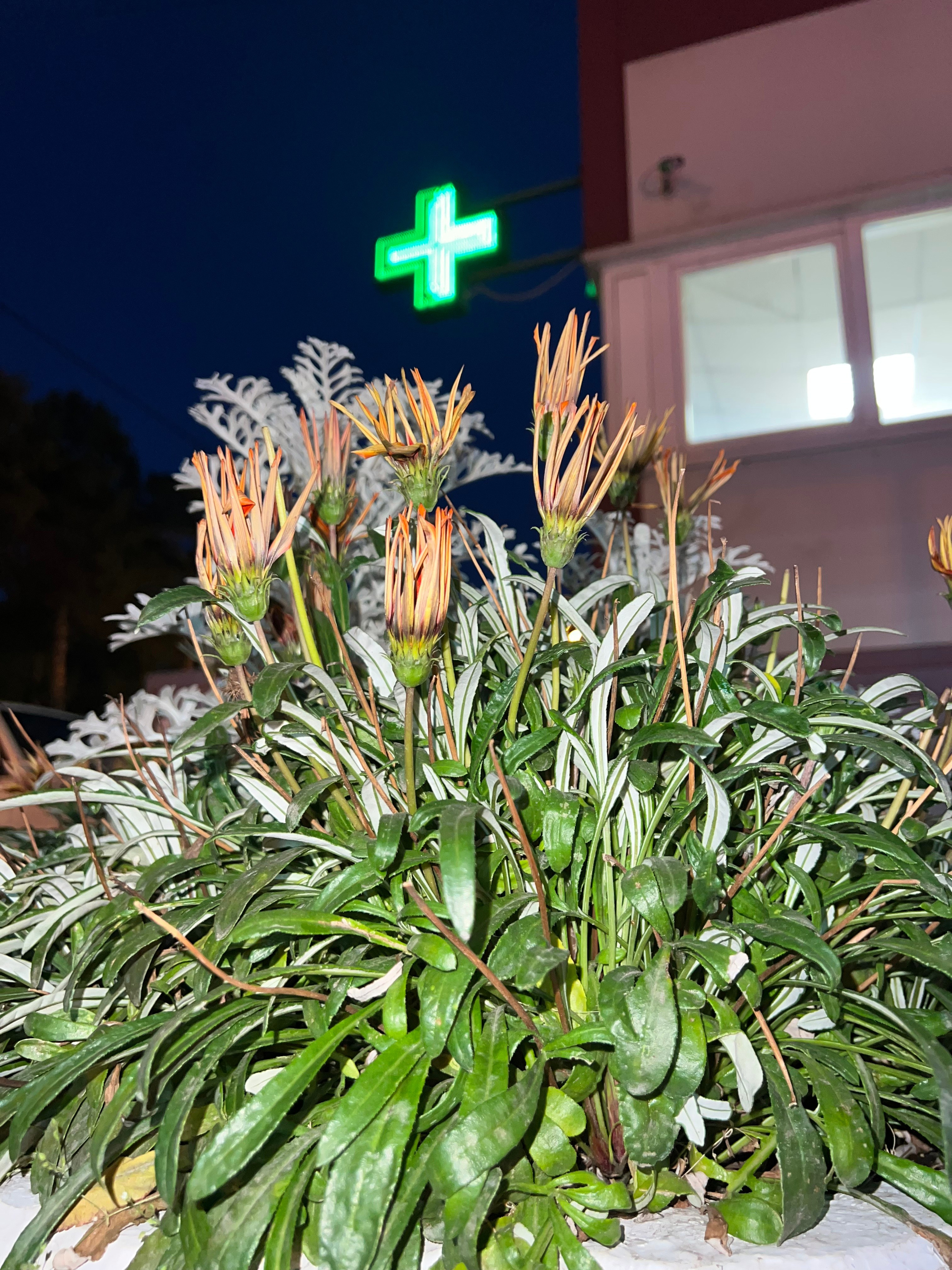 Цветы ночи. Анна Хвалина