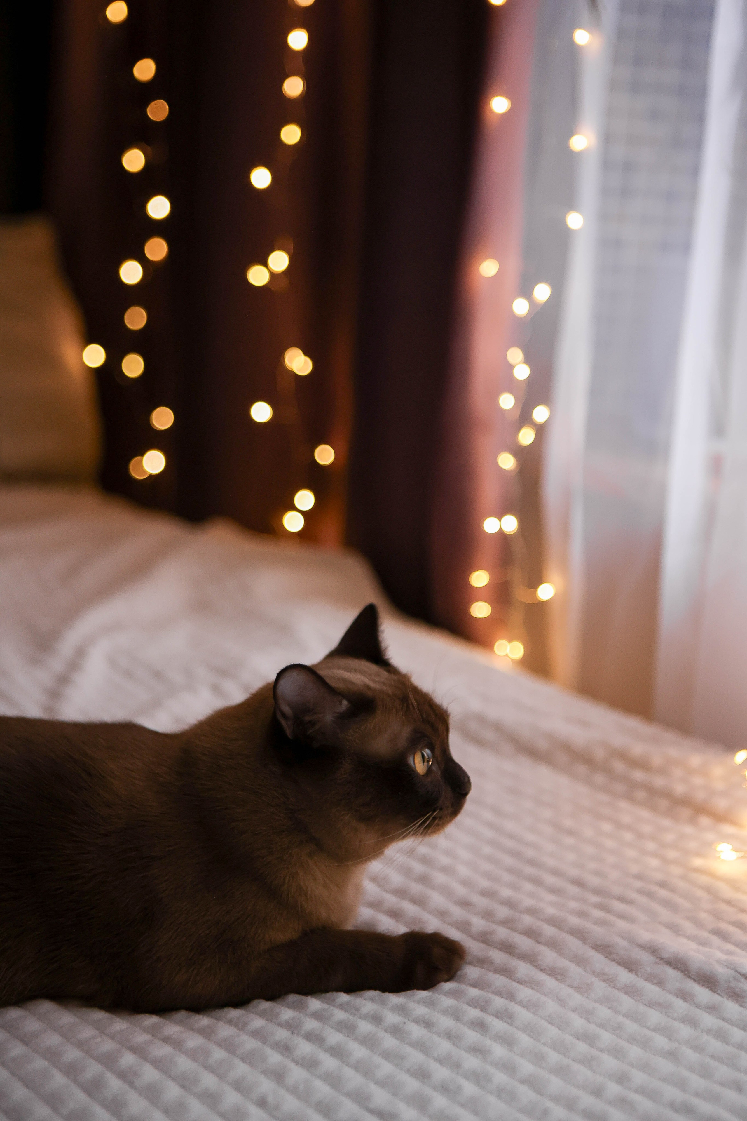 Тимоша. Наталья Косьянова. Ваш фотограф. Москва