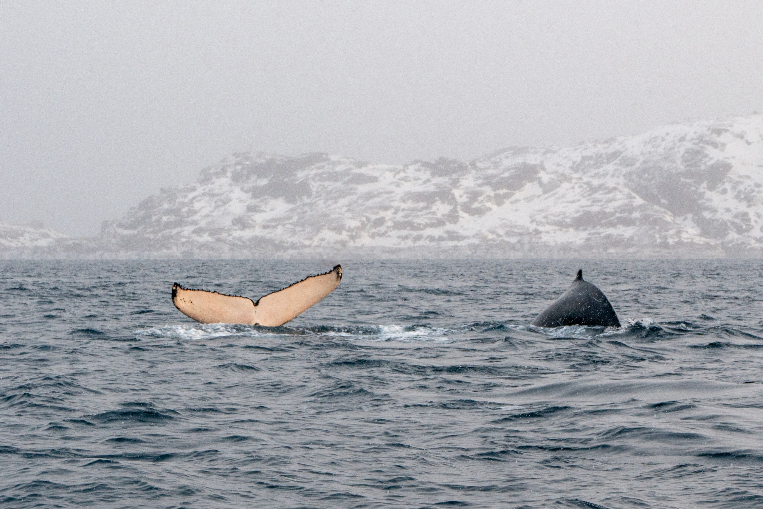Дикий животный мир. Daria wanderer photography