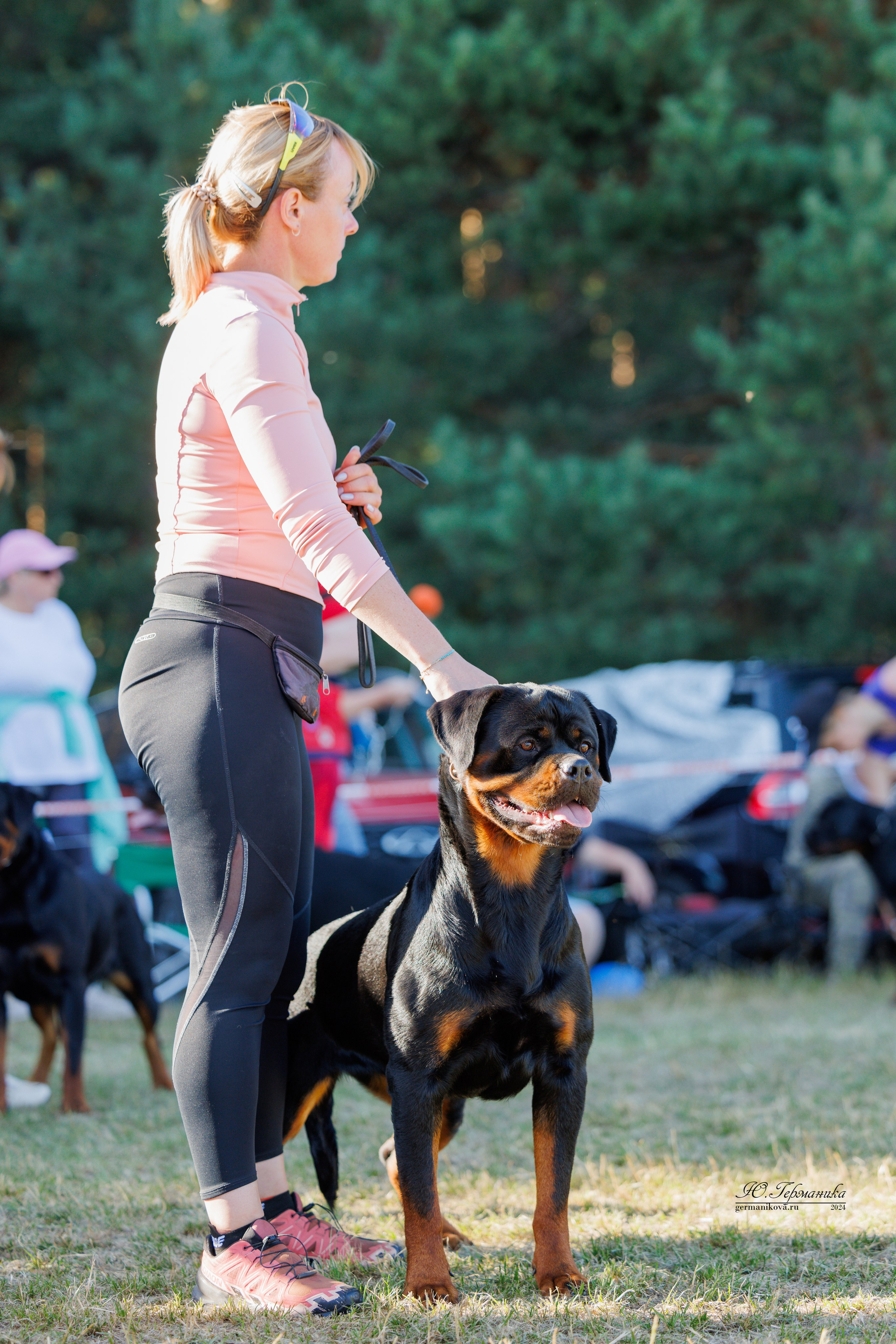 ПК и КЧК ротвейлеры Тверь 6-7.07.2024. Фотограф-анималист Юлия Германика