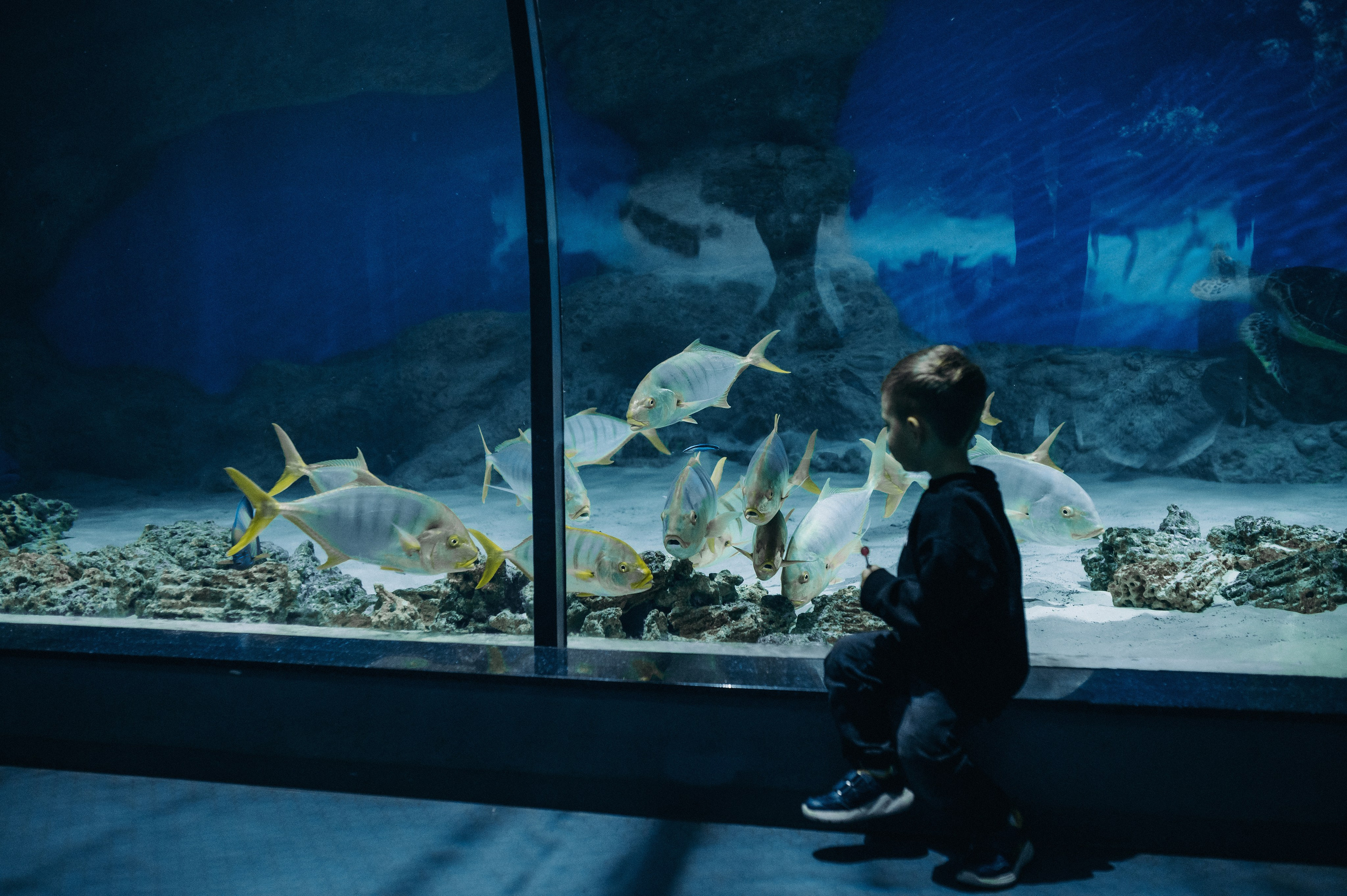 Маленький человек среди огромных рыб. Главная