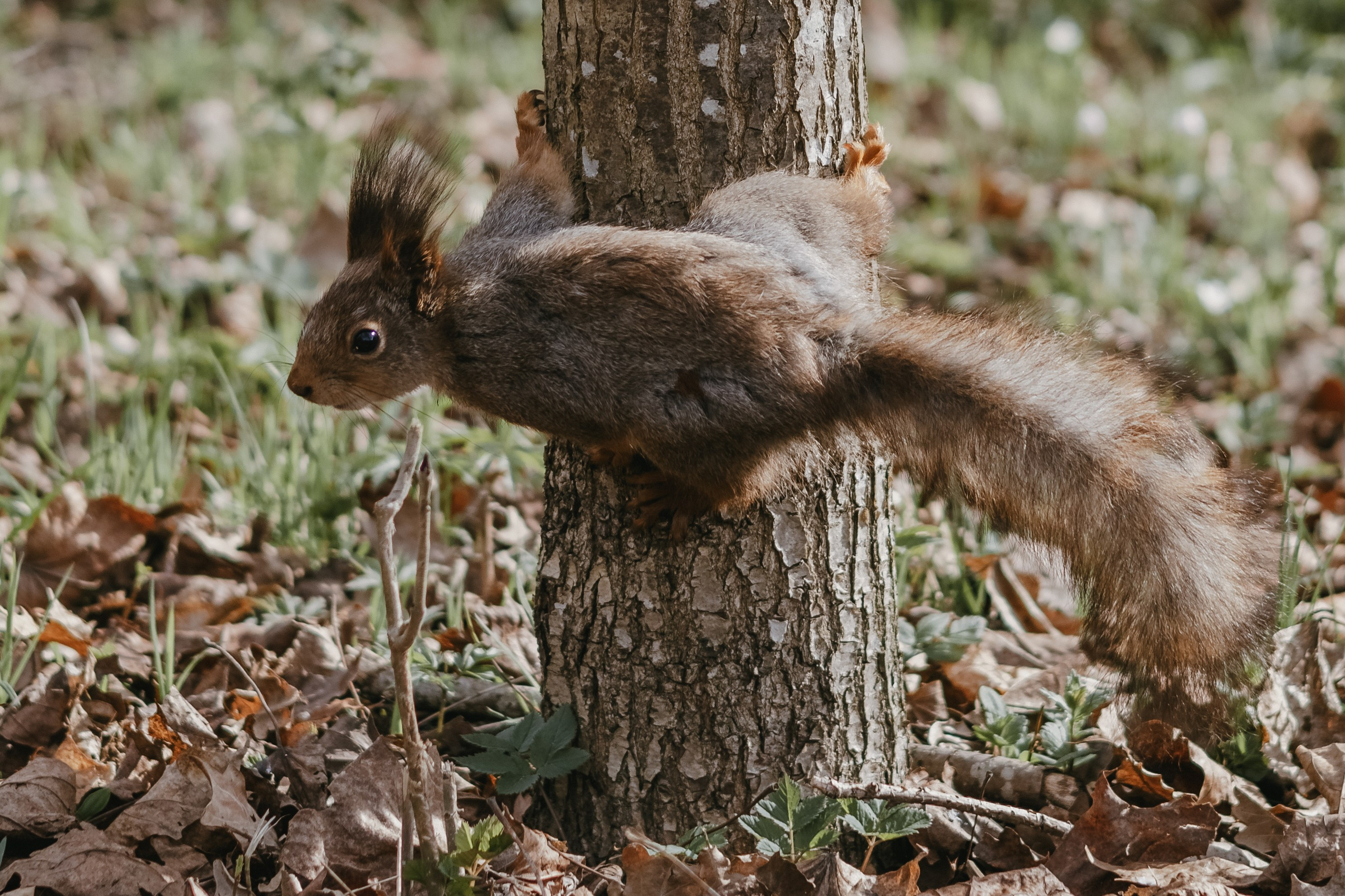 В мире животных. Фотокружок «Видоискатель» ГБОУ СОШ № 291