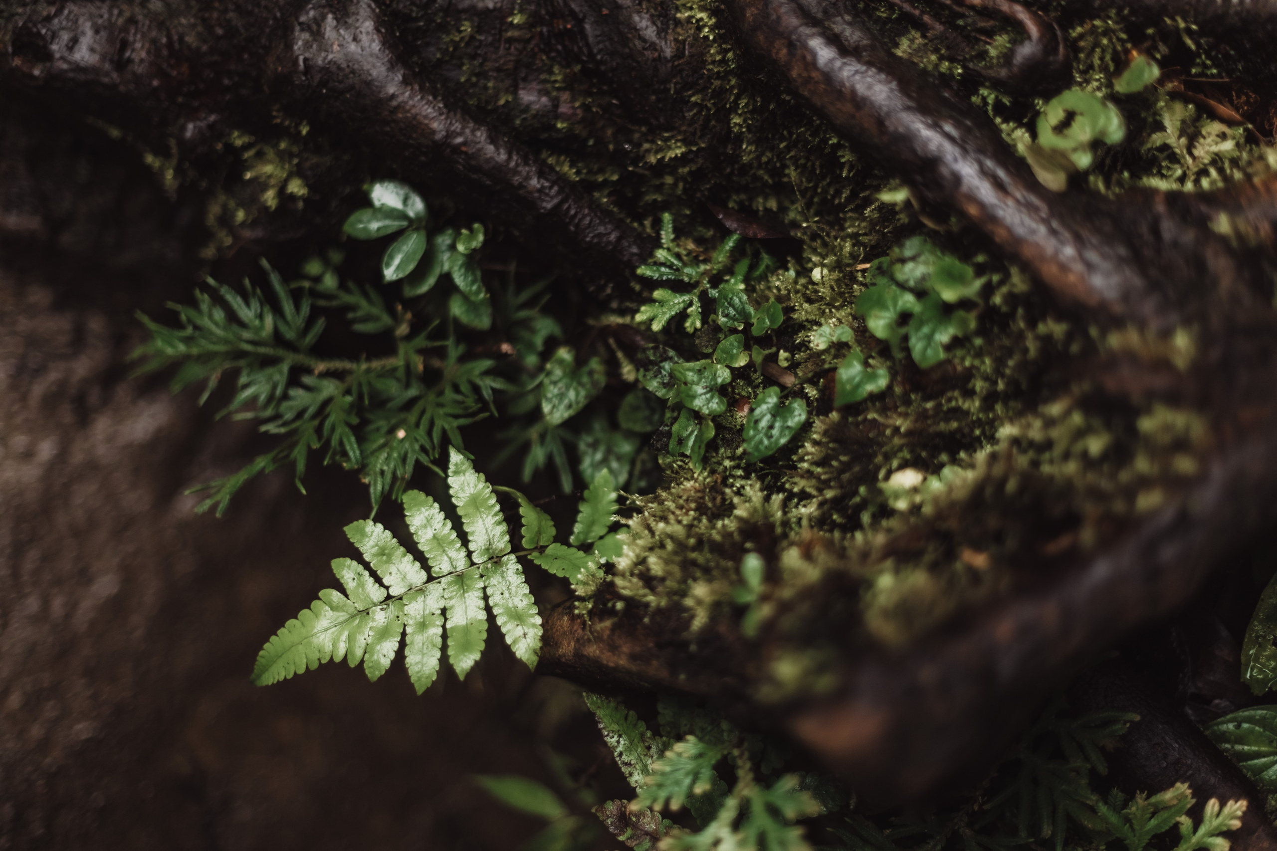 Connection. Мариам Багдасарян