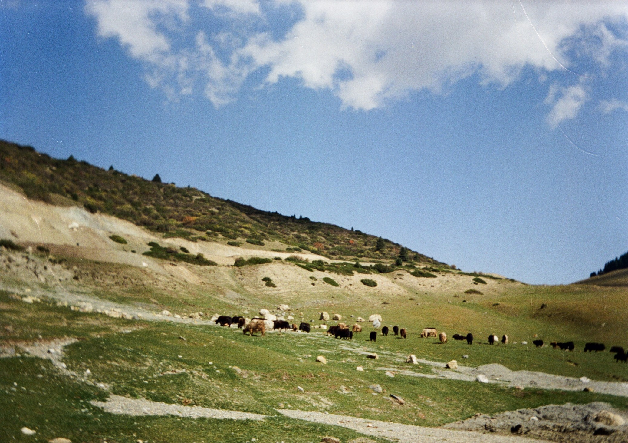 Кыргызстан на пленку. Профессиональный Фотограф во Владимире, в Москве и в Суздале — Полина Романычева
