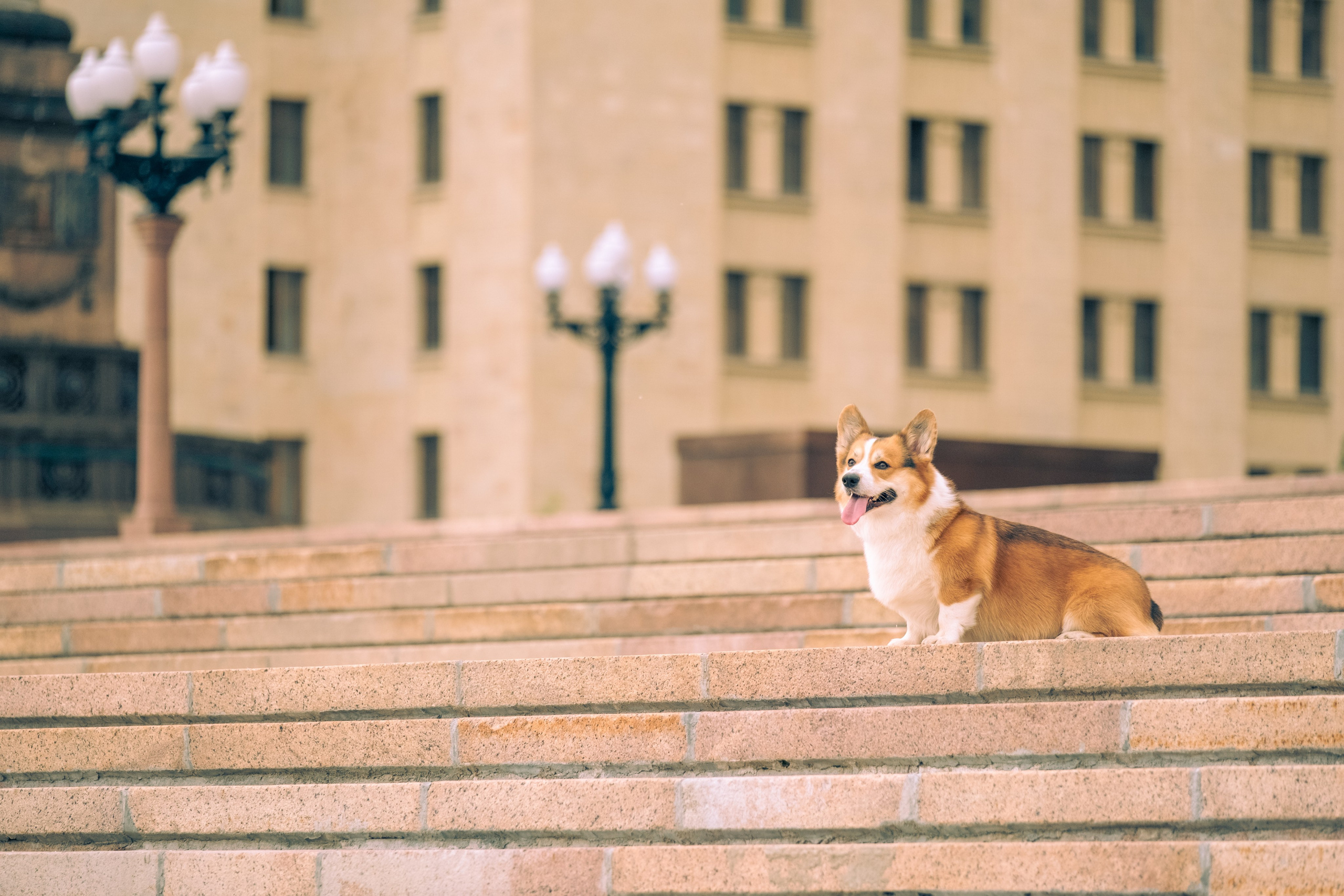 Фотопрогулка для Владислава. Зоофотограф, фотограф животных в Москве и области Дина Дамоцева