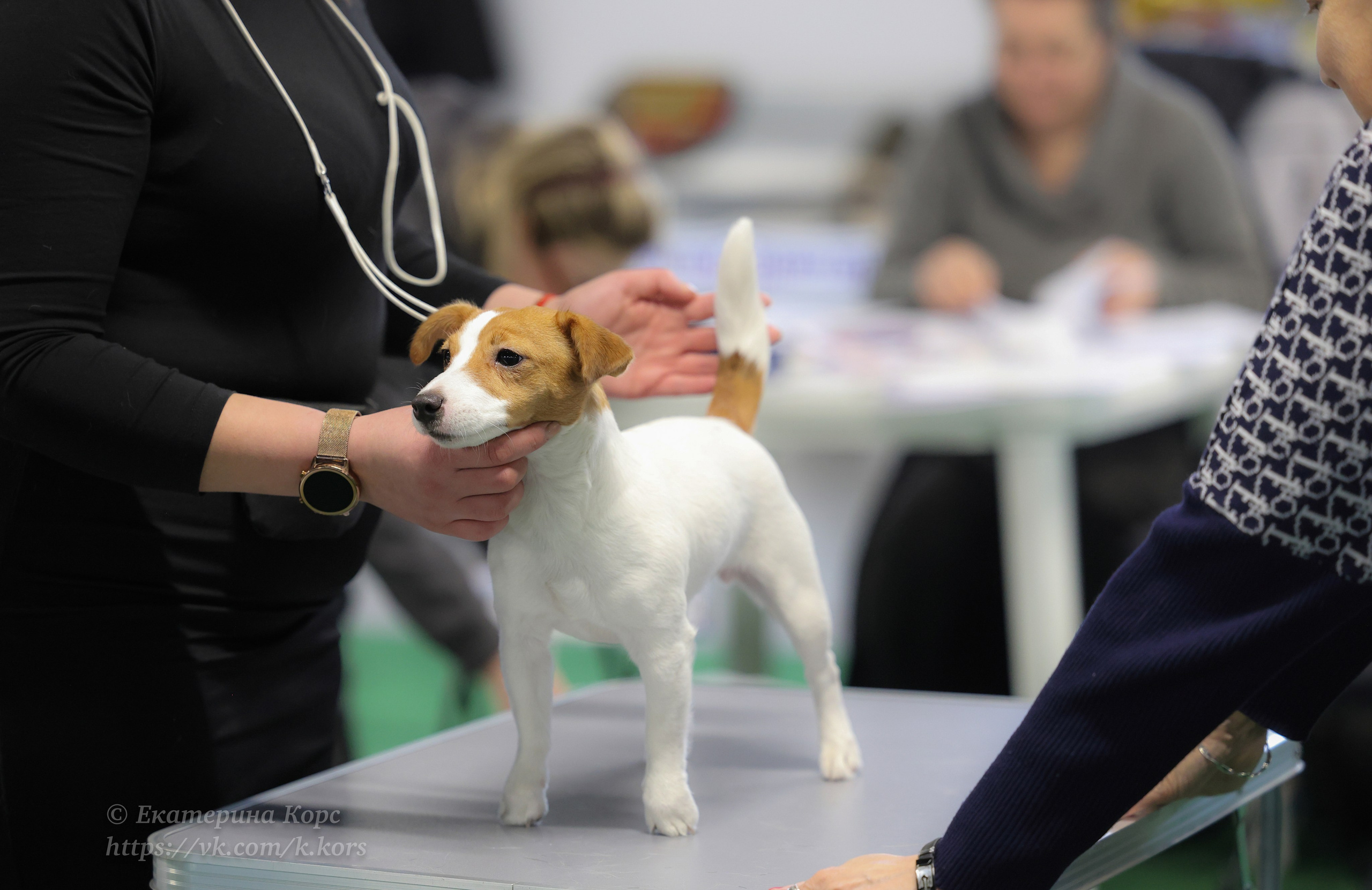 Выставки. Главная