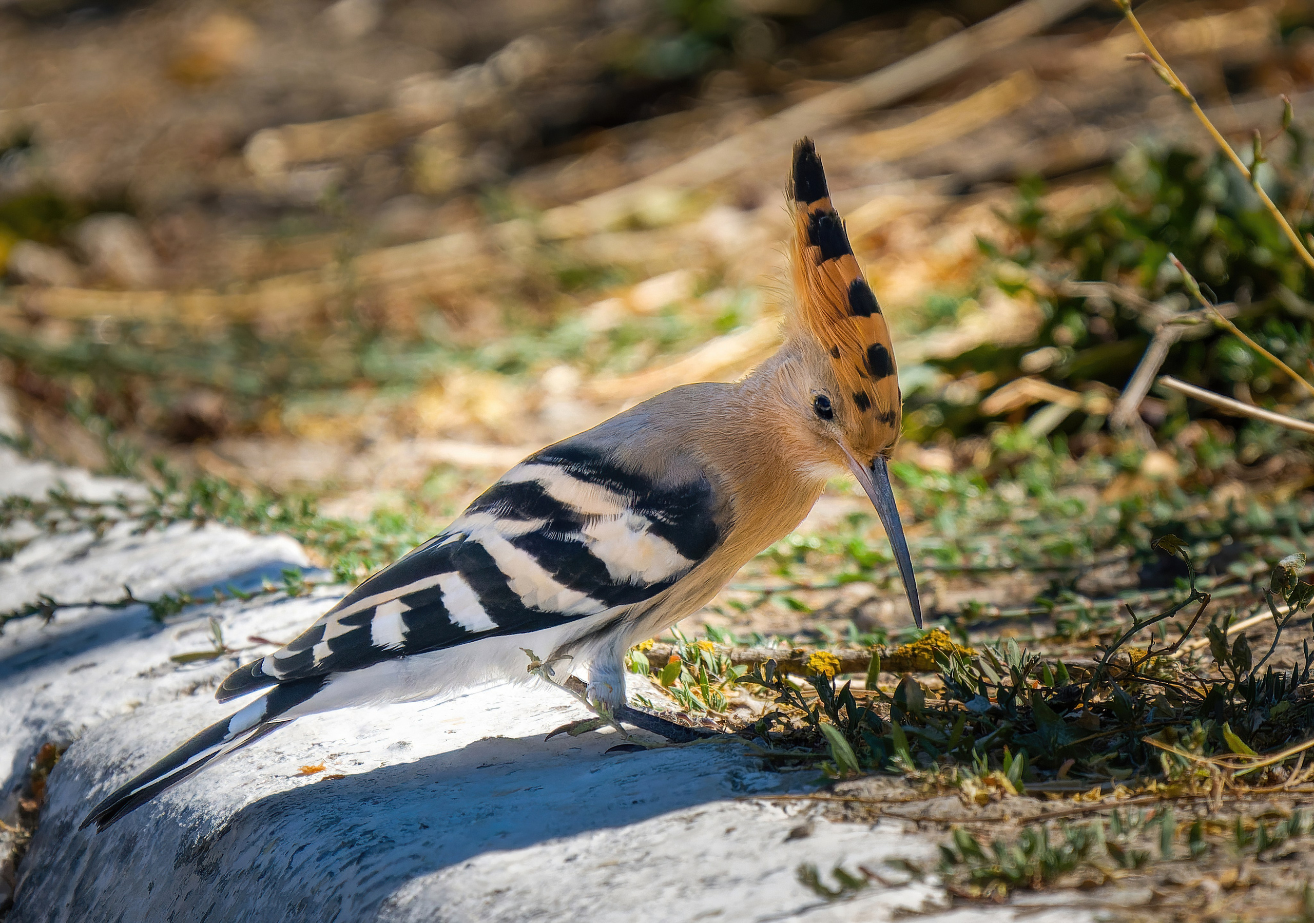 Птицы и животные. Oles Paritskiy