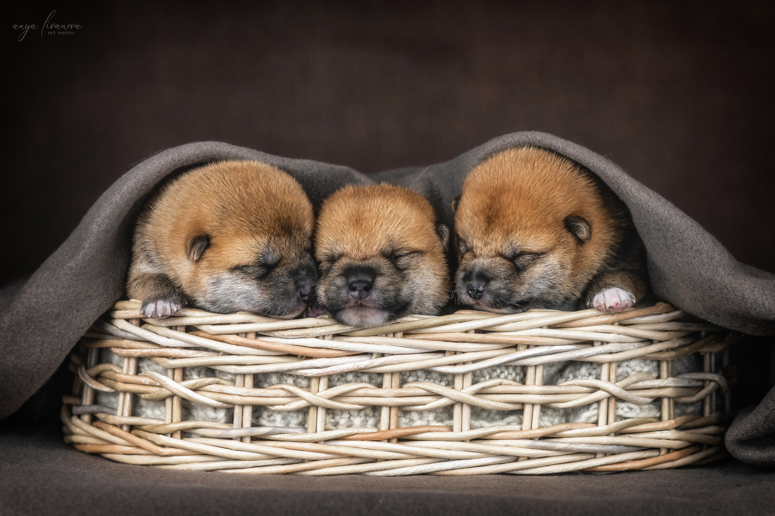 Сибы. Фотограф анималист Аня Ливанова | Рыбинск