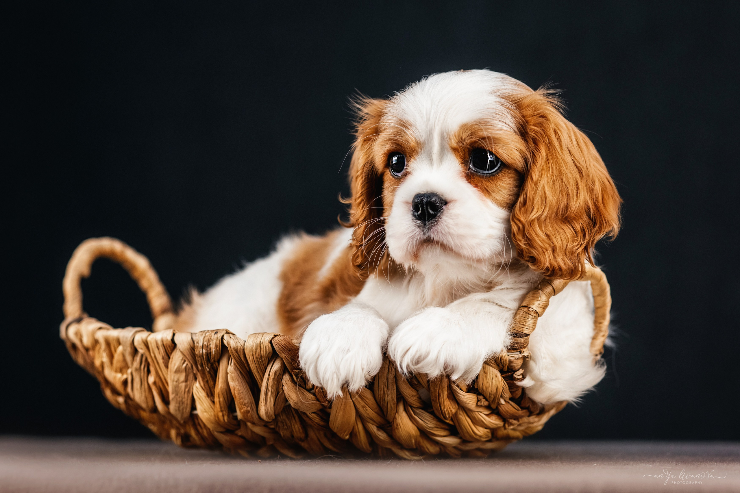 Кавалерчики. Фотограф анималист Аня Ливанова | Рыбинск