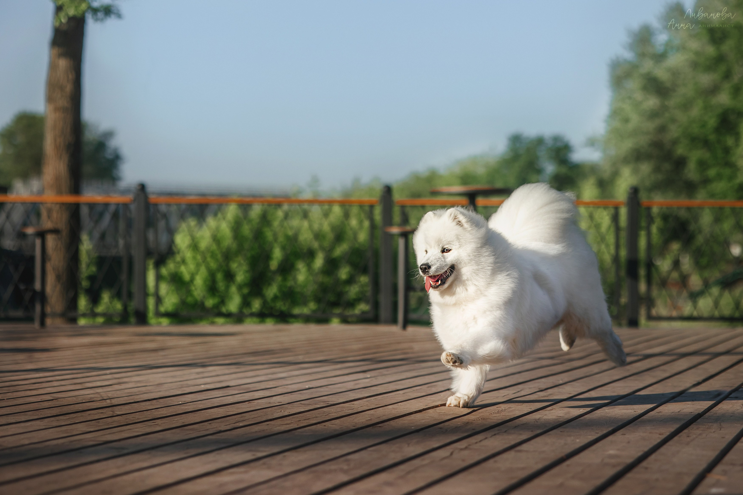 Наташа и Кимми. Фотограф анималист Аня Ливанова | Рыбинск