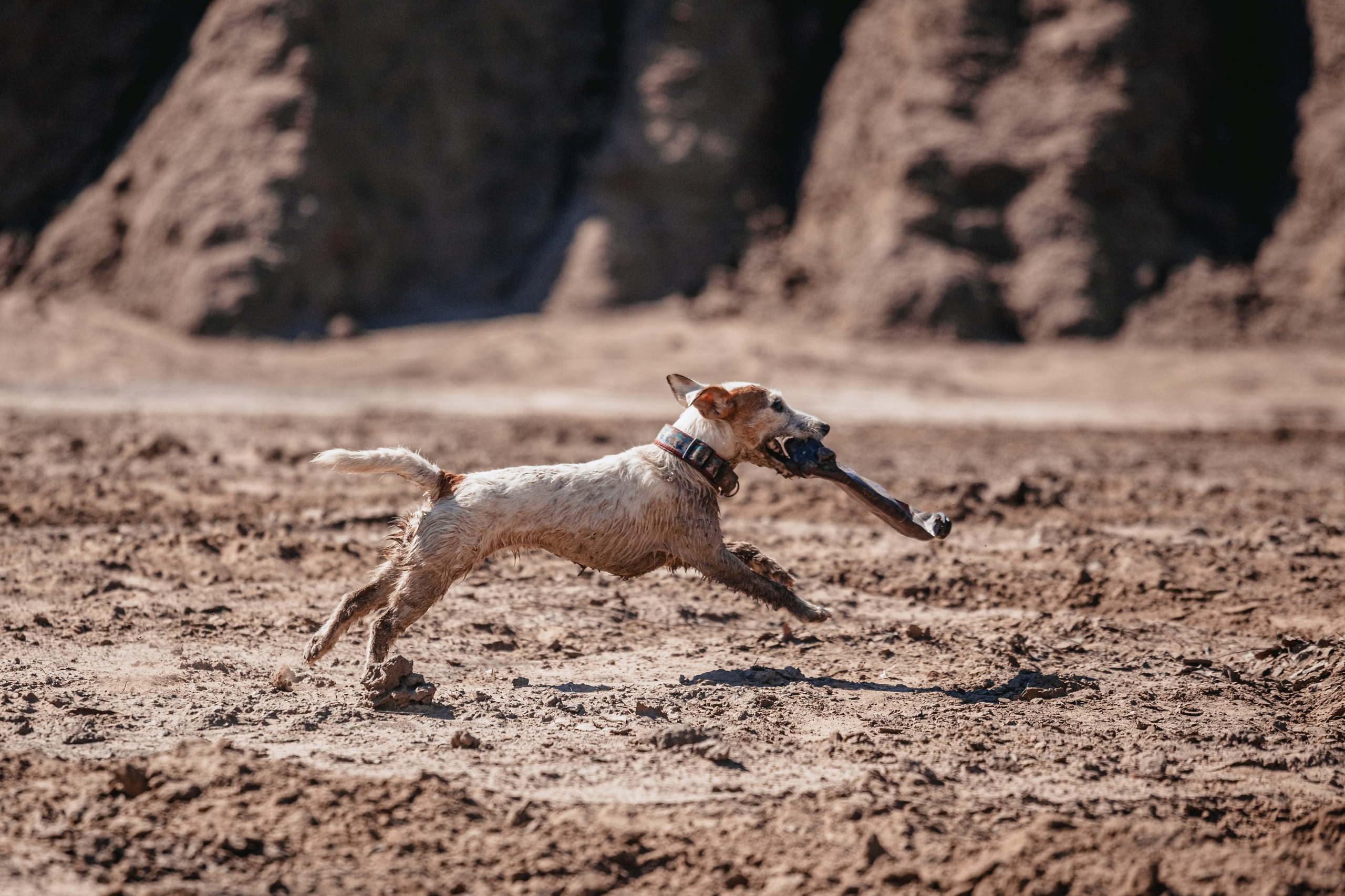 Кондуки. Фотограф-анималист Татьяна Степанова