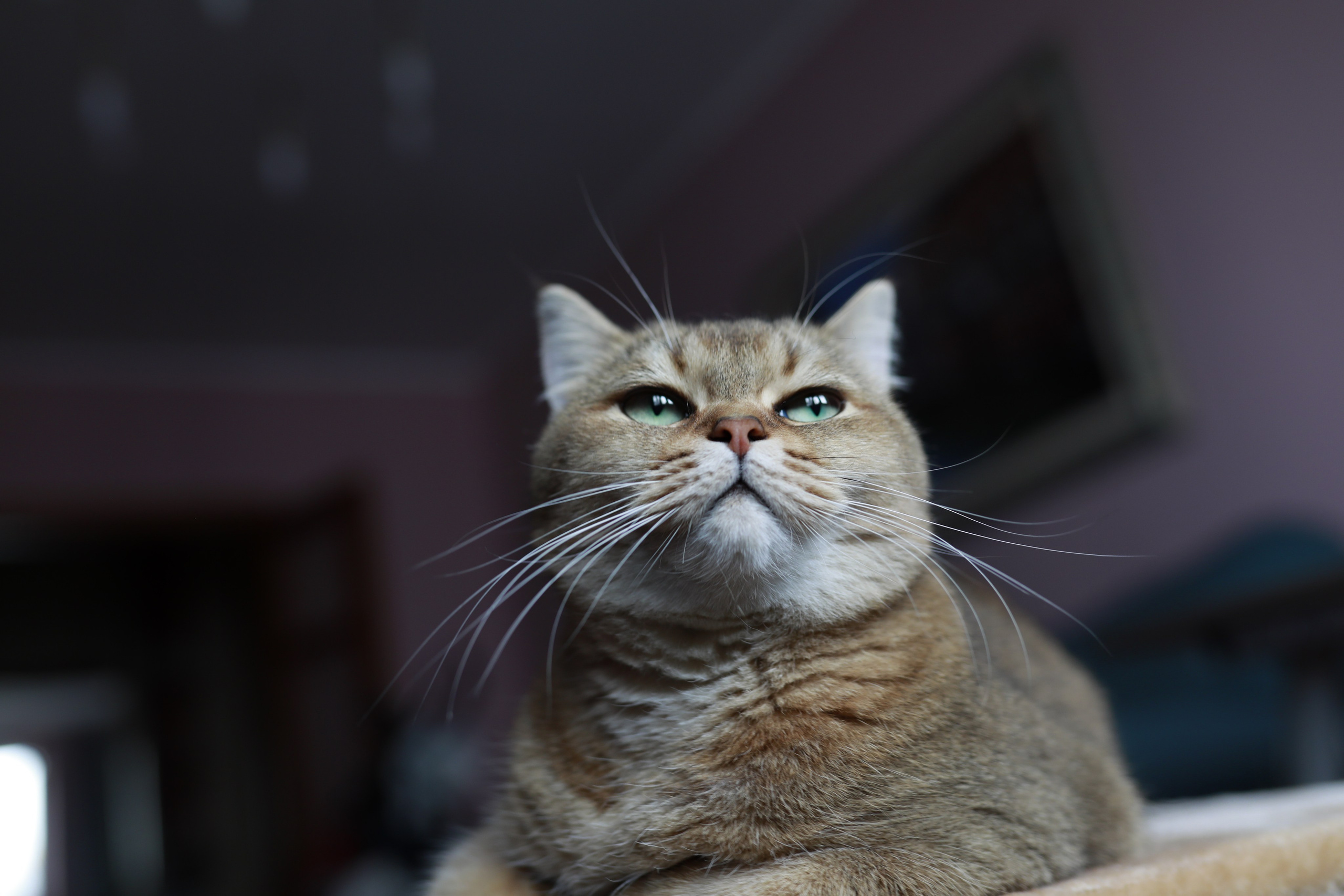 Коты и кошки. Фотографии домашних питомцев. Алекс Ком. Автомобильный фотограф и детский писатель из Москвы