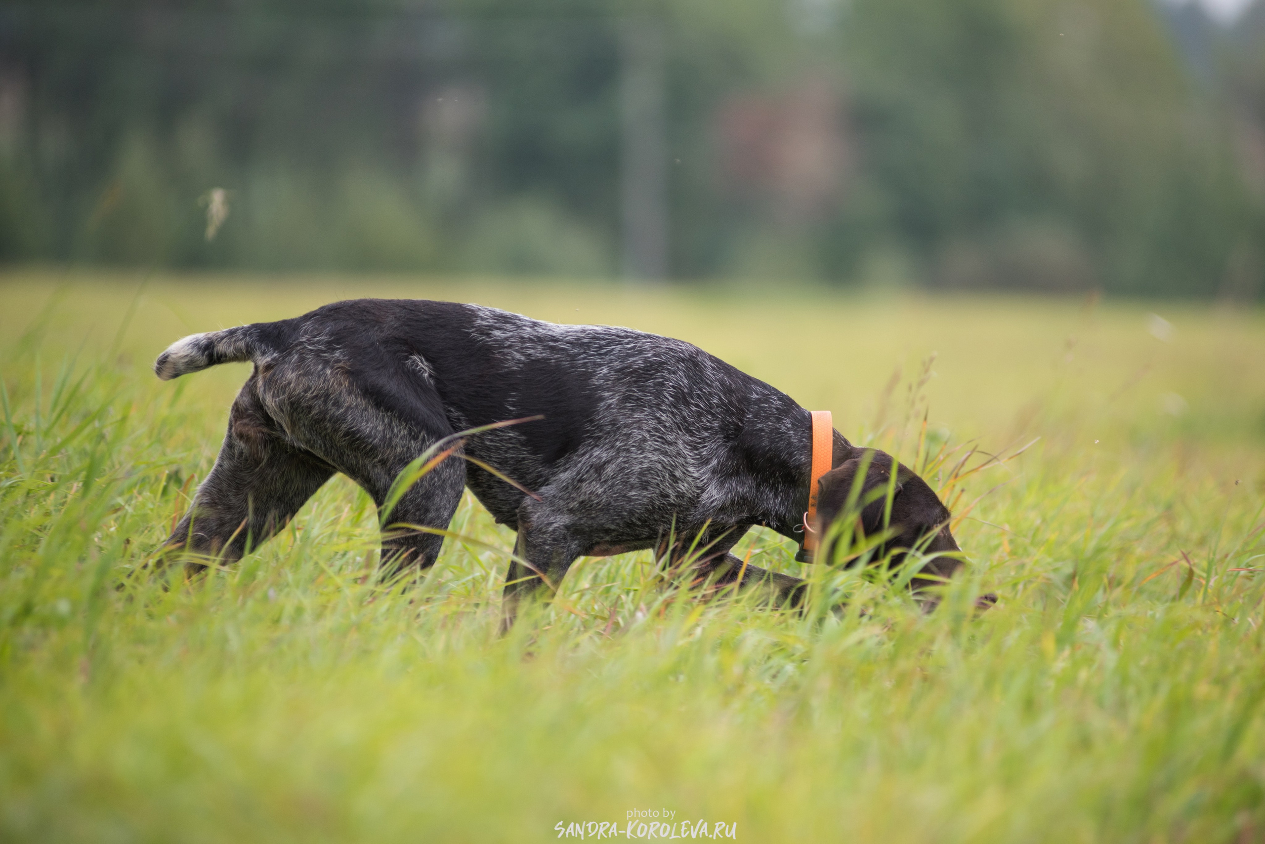 Рабочие дипломы. Главная