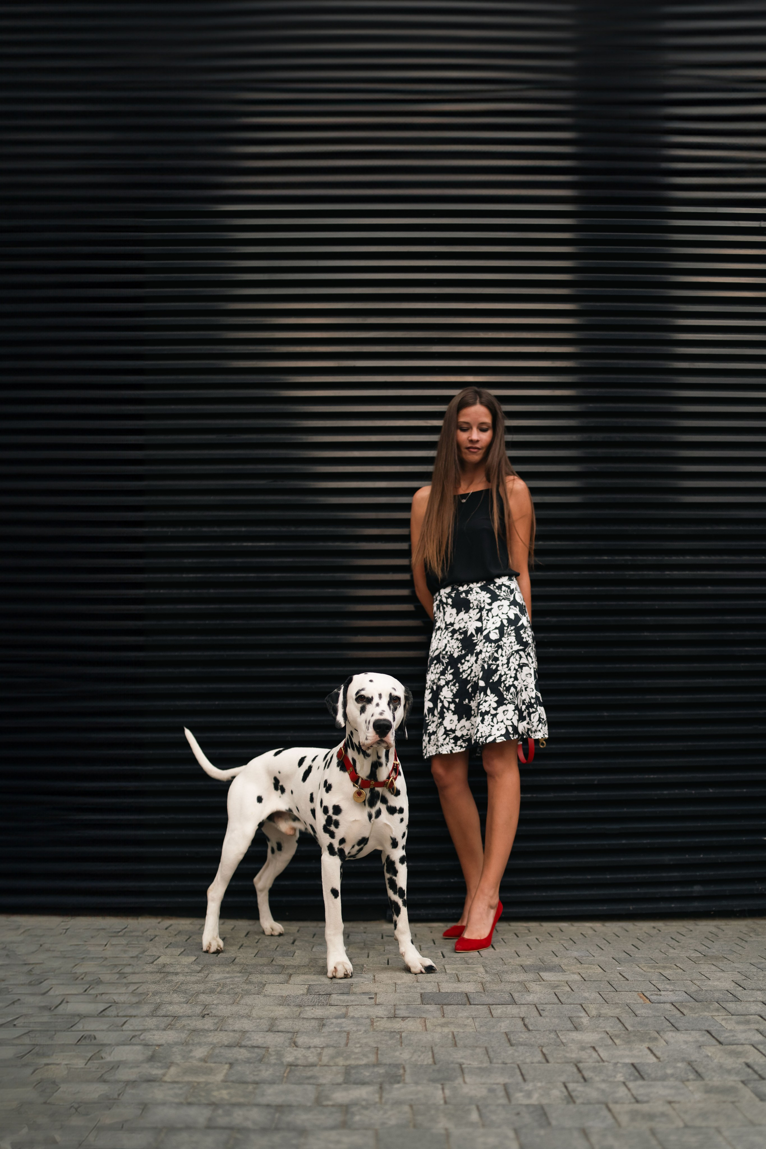 1 Далматин. Фотограф анималист