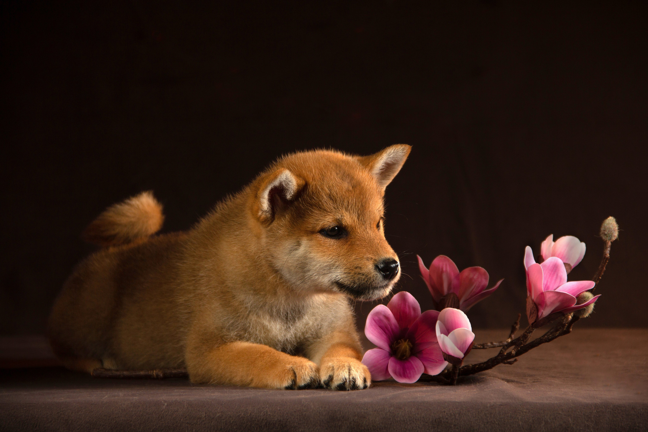 Щенки. Фотограф — анималист в Москве и области Ольга Петракова