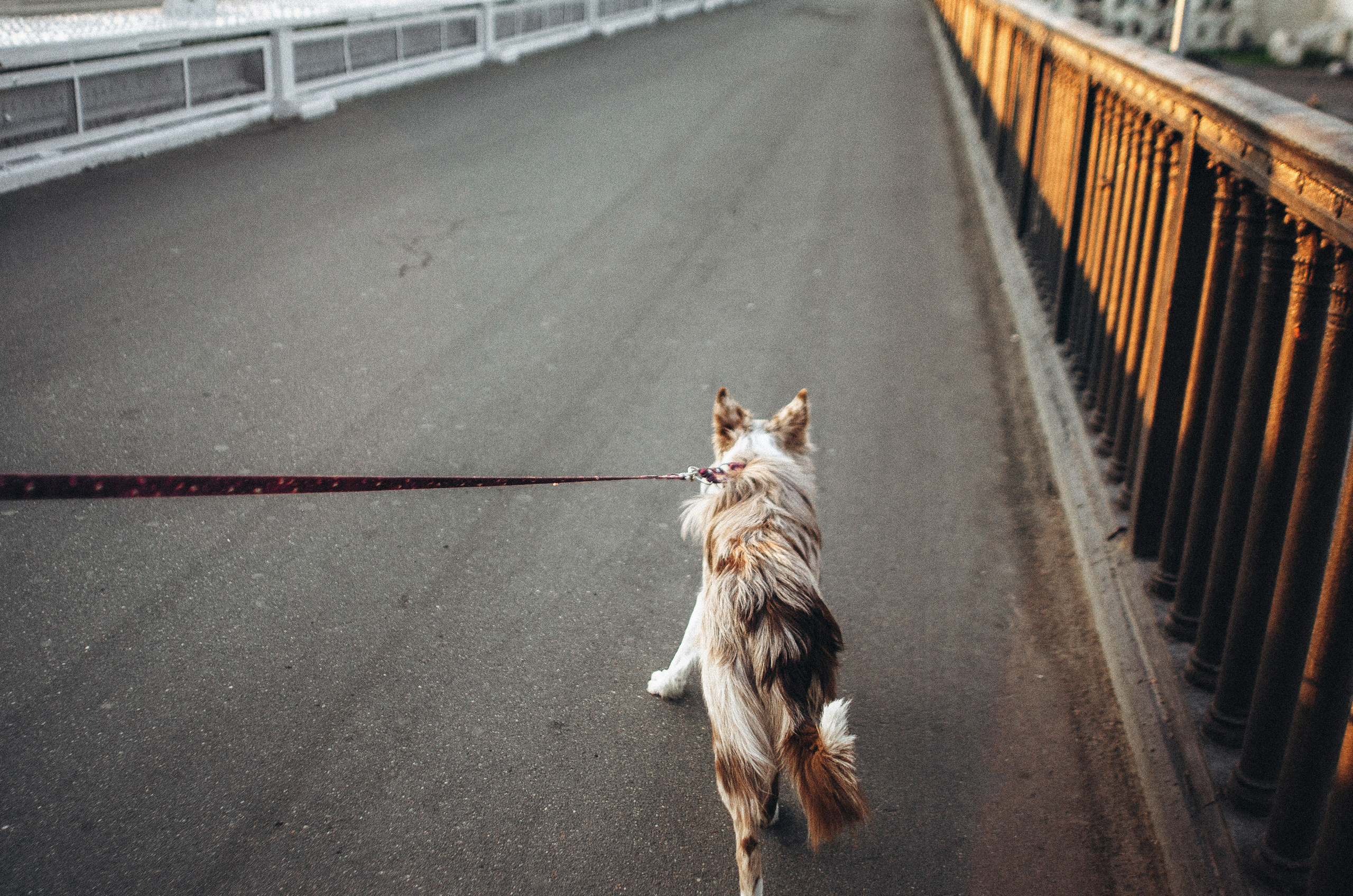 Аня и Дэймон. Фотограф-анималист Богданова Полина