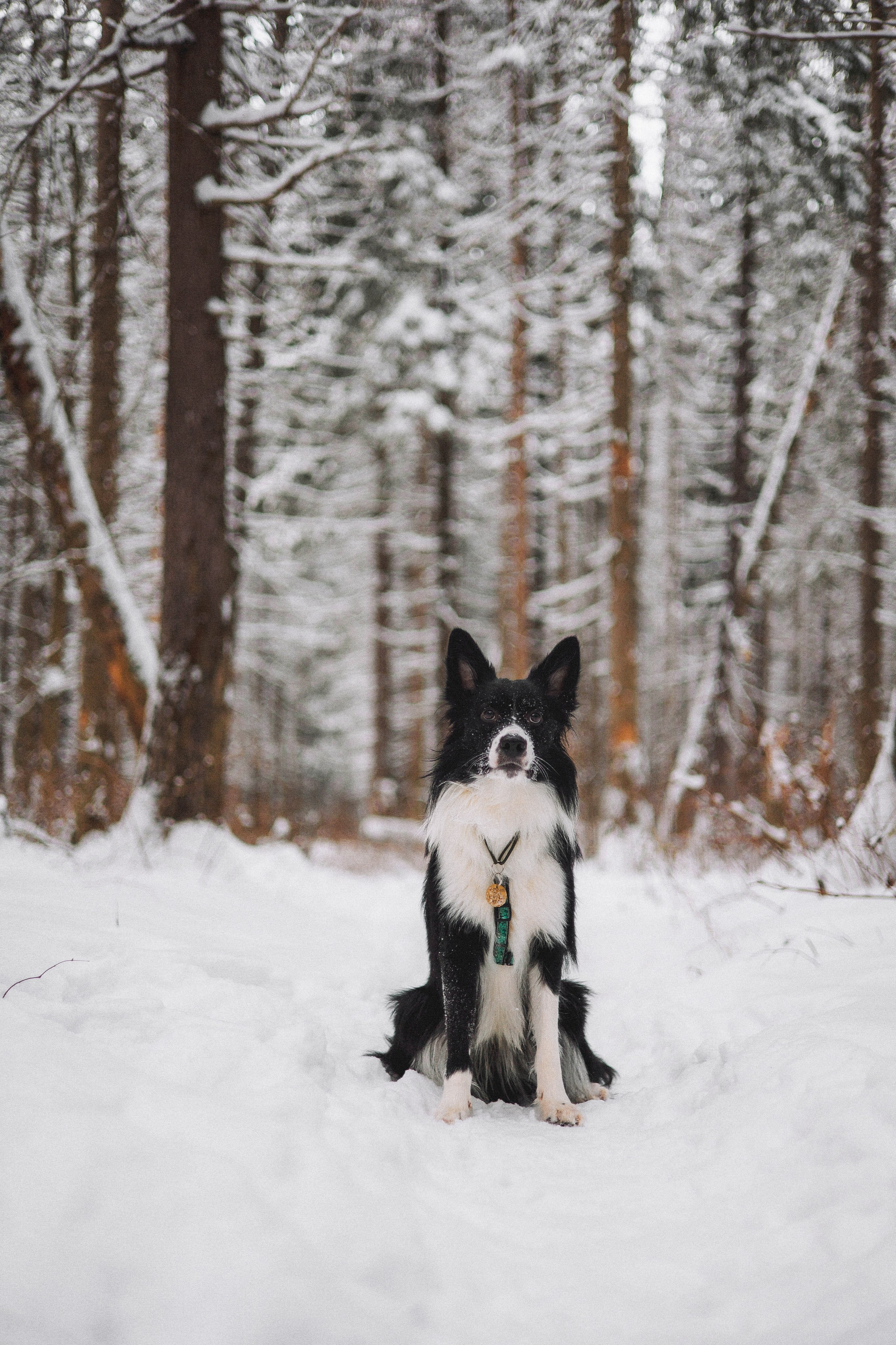Алина и Найт. Фотограф-анималист Богданова Полина