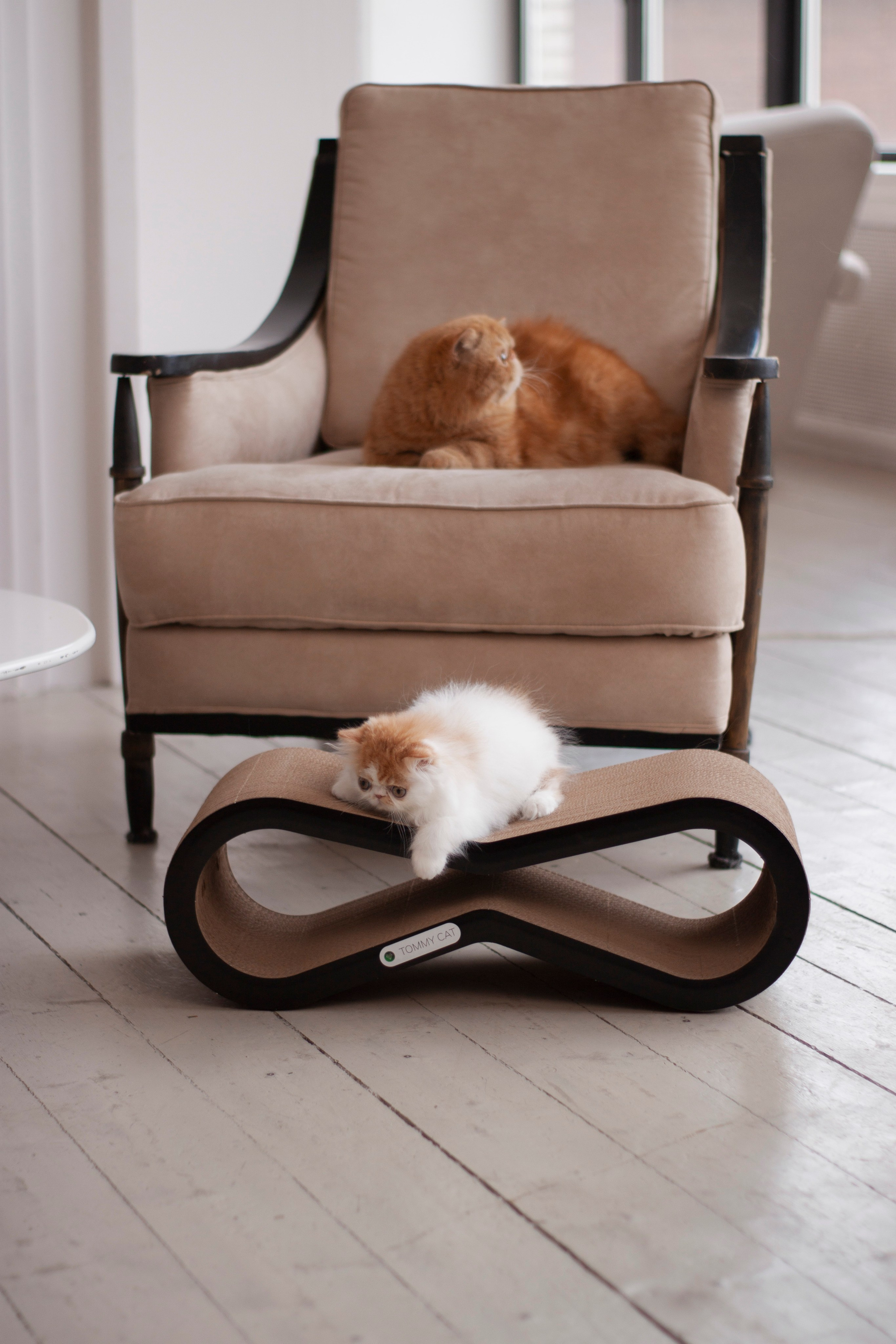 Работа с Tommy cat. Oksan_photo