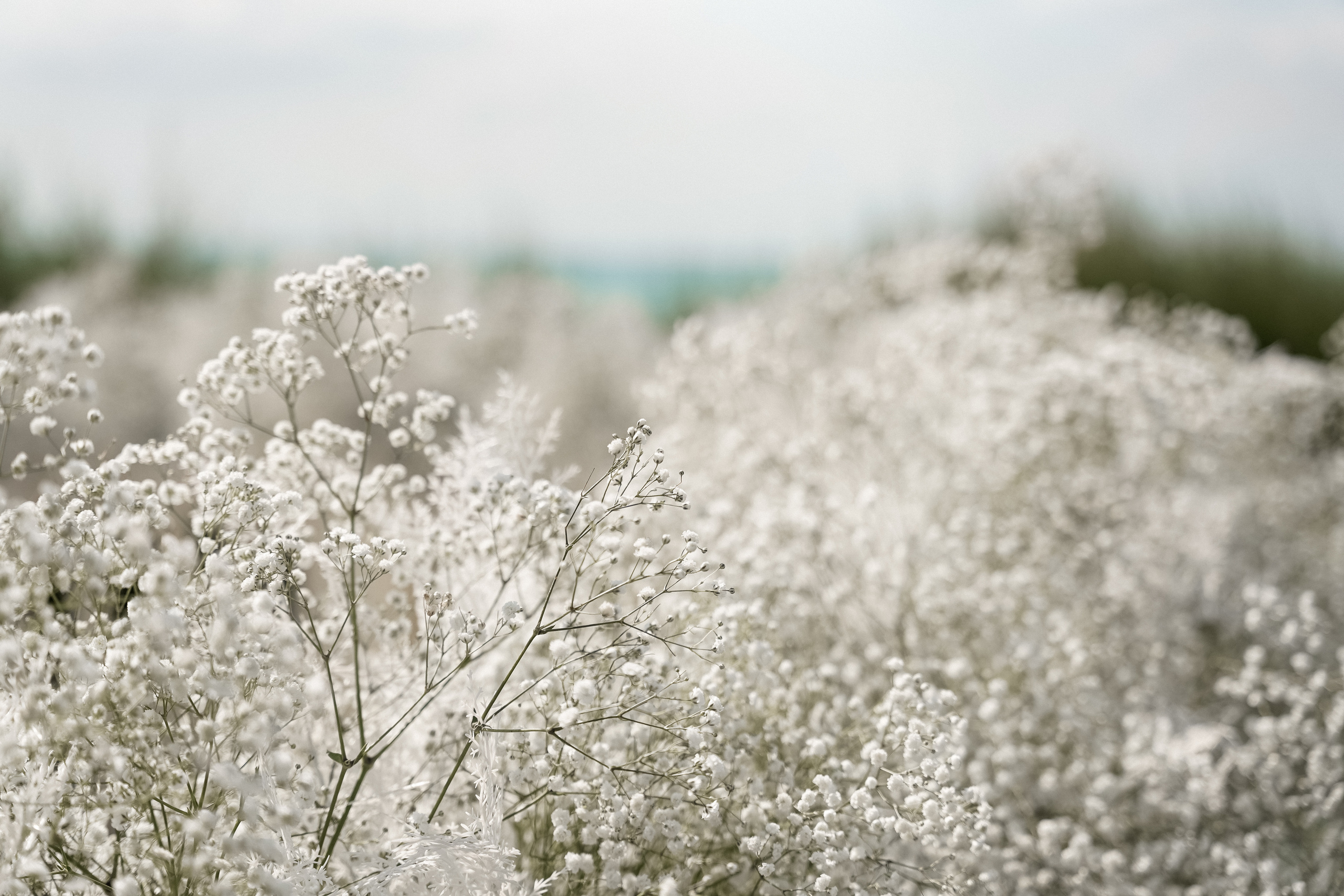 Свадьба Геленджик. VISUAL ARTIST · KRONGAUZ ANASTASIA