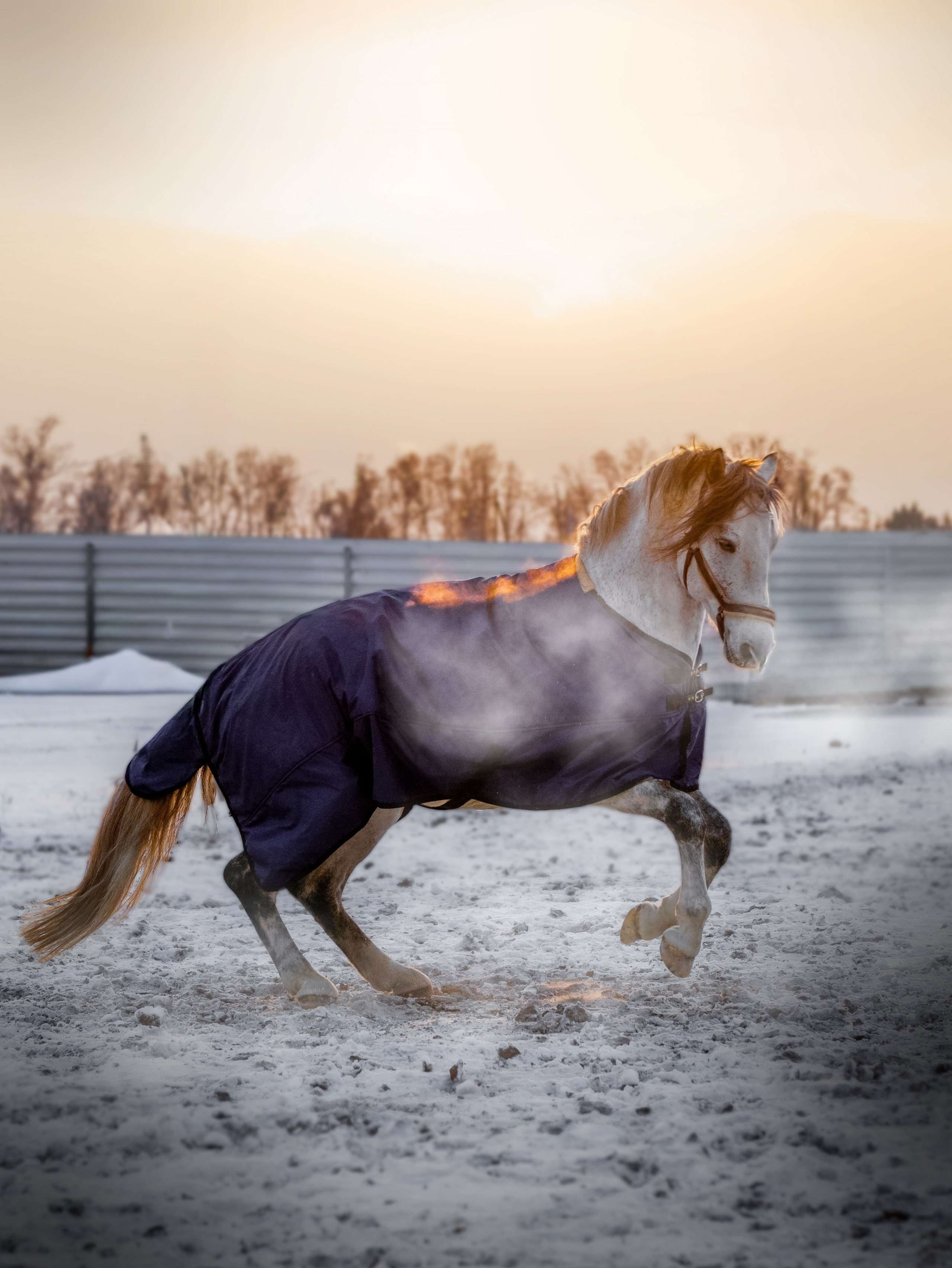 СЪЕМКА ЛОШАДЕЙ. Конный фотограф в Красноярске — Любовь Похабова