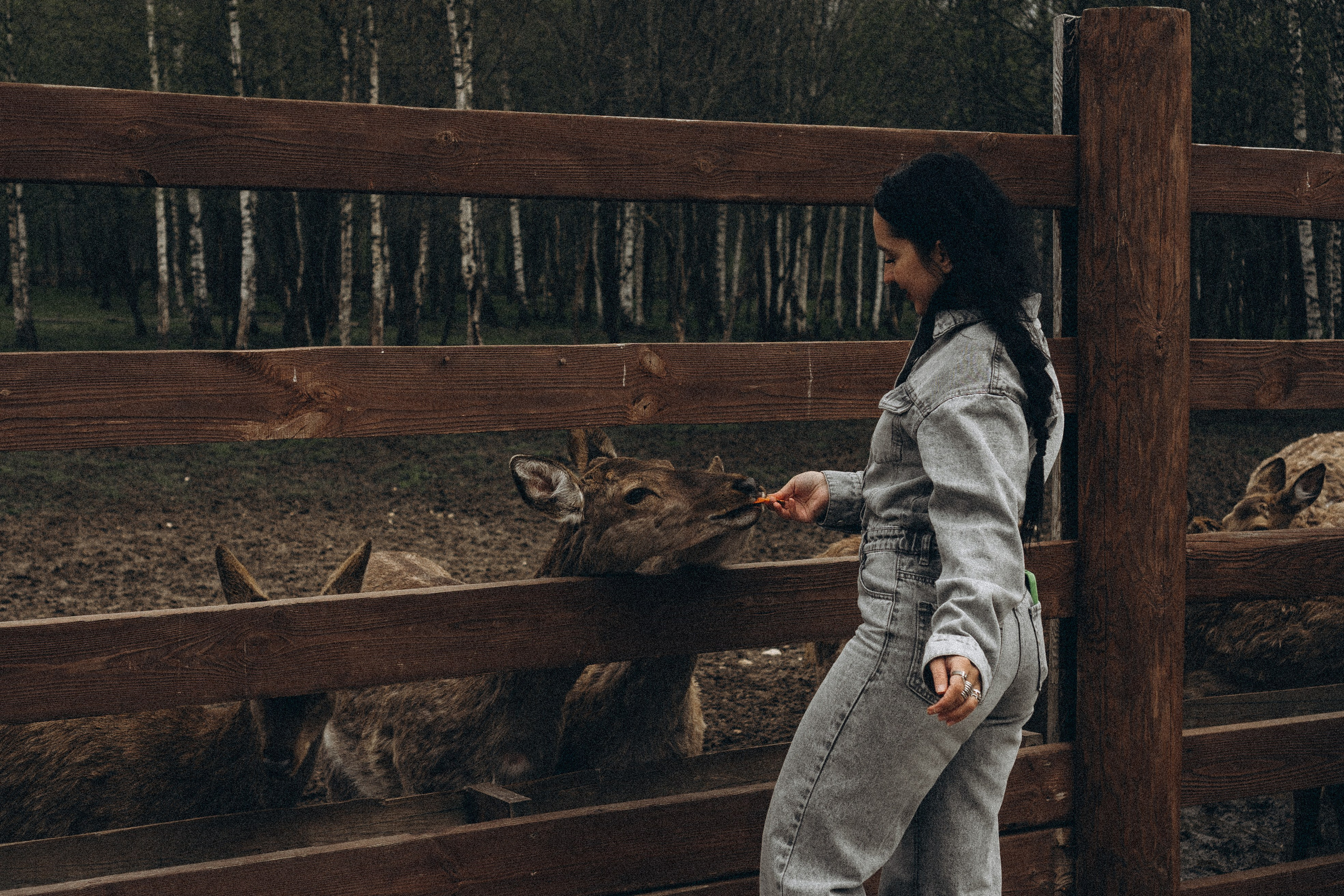 ОЛЕНЬЯ ФЕРМА В ТВЕРИ. Профессиональный фотограф, Санкт-Петербург — Виктория Богомолова