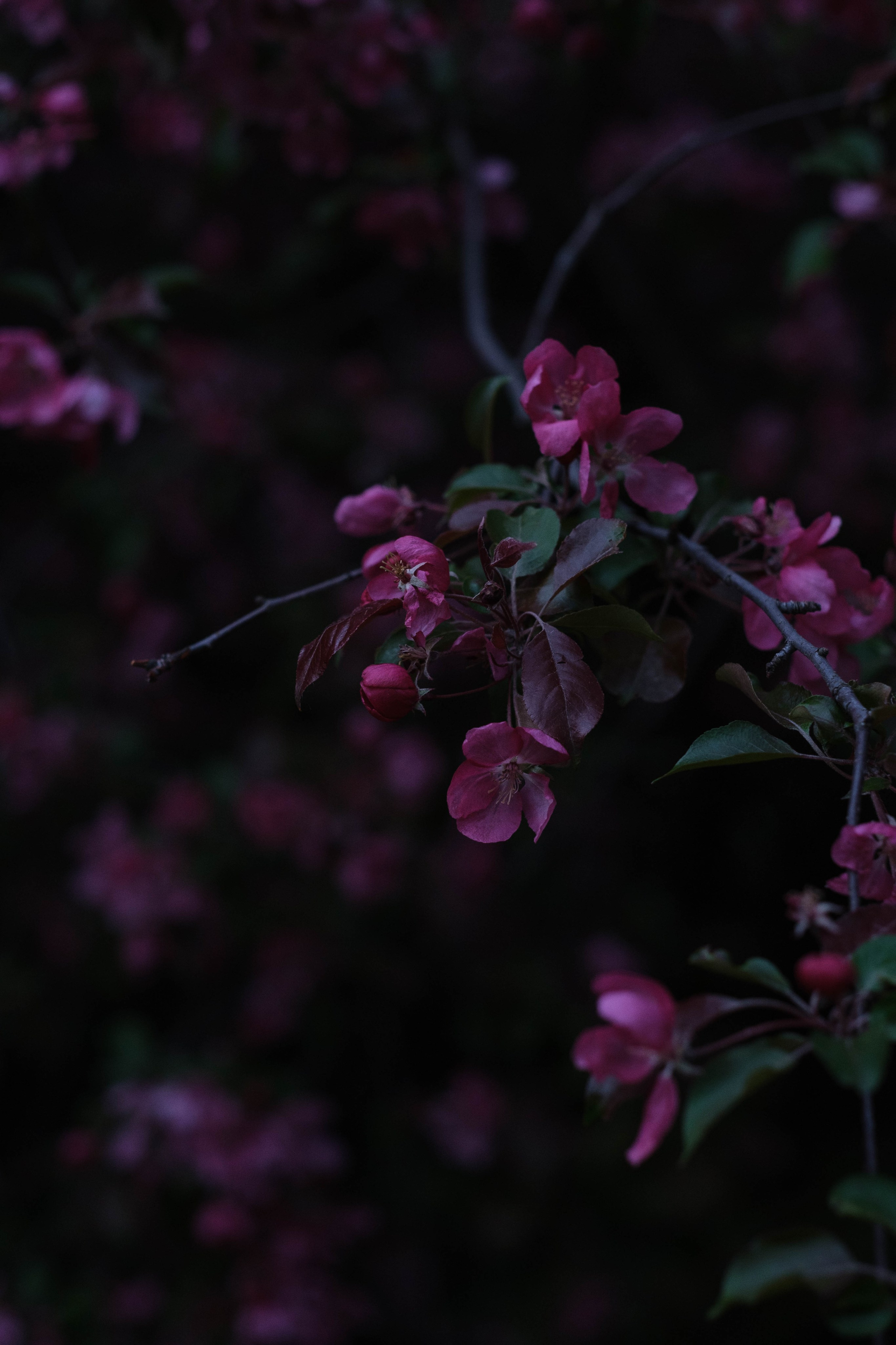 Александра в цветах. Фотограф Диана Иремадзе