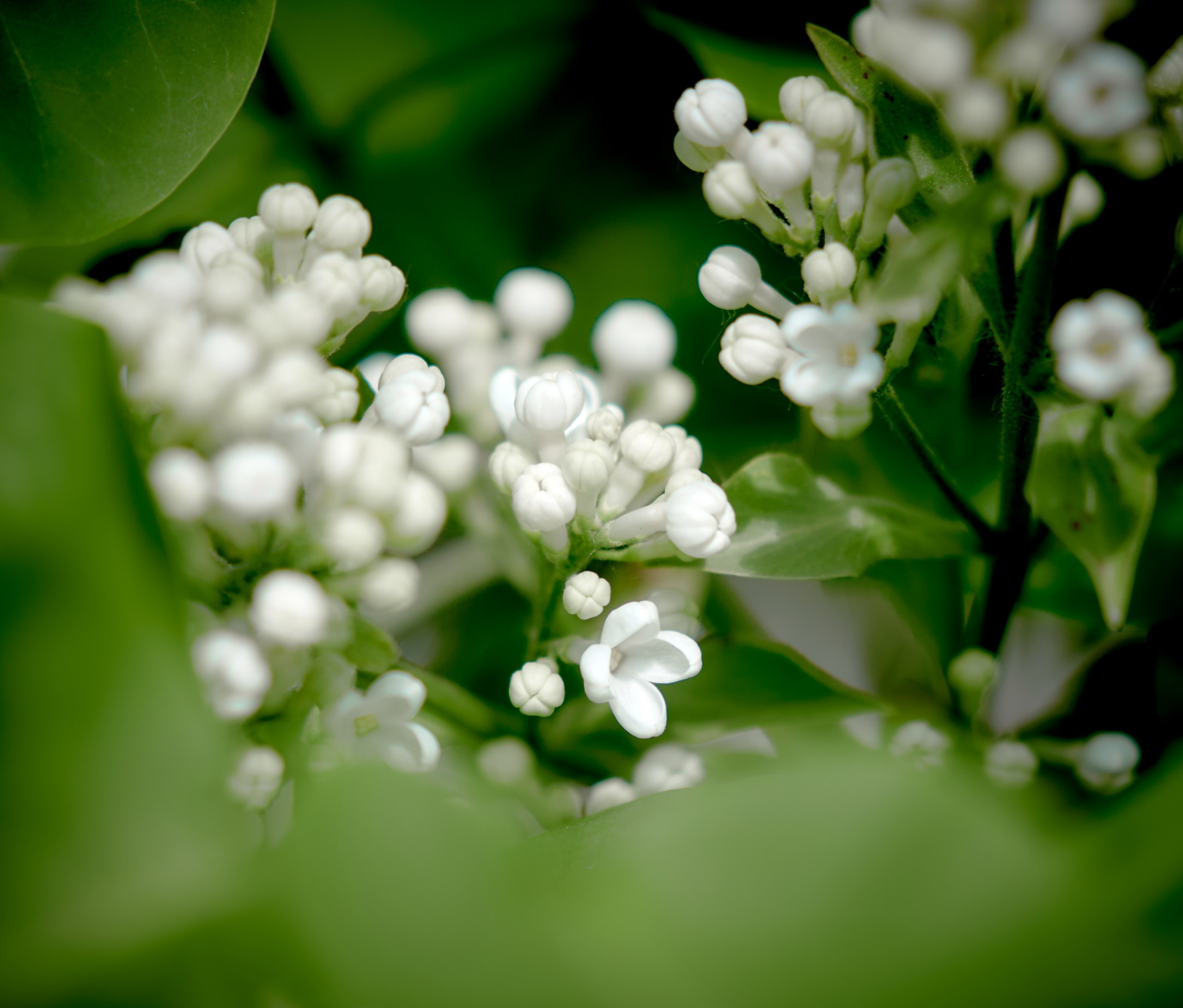 Лютики-цветочки — галерея NATRIEL