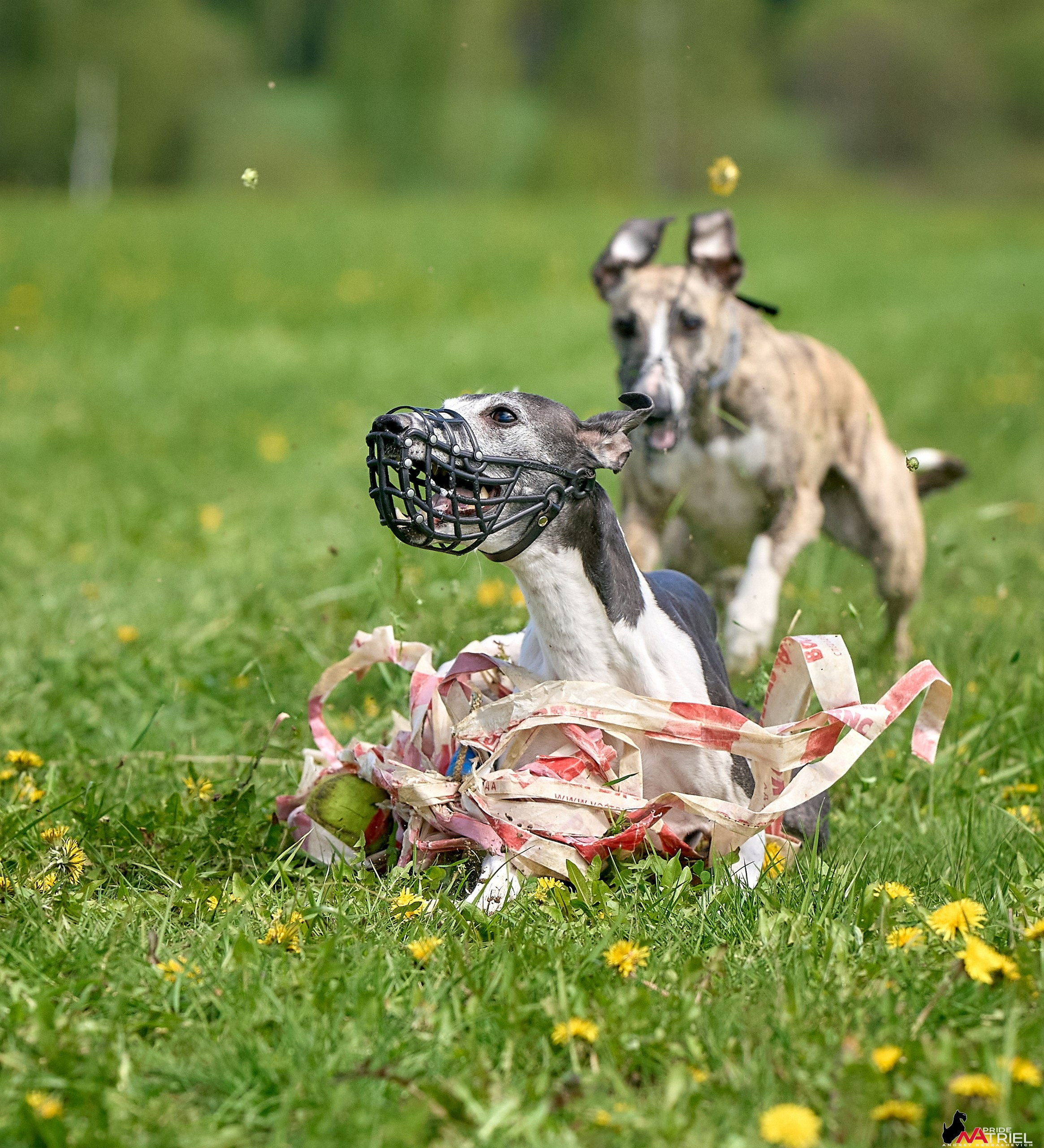 Съемка курсинг — галерея NATRIEL