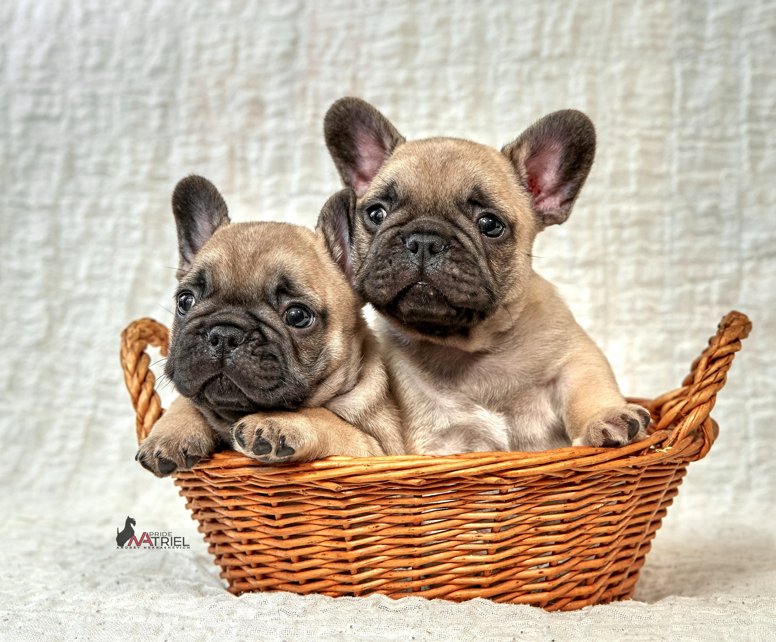 Щенки дома — галерея NATRIEL