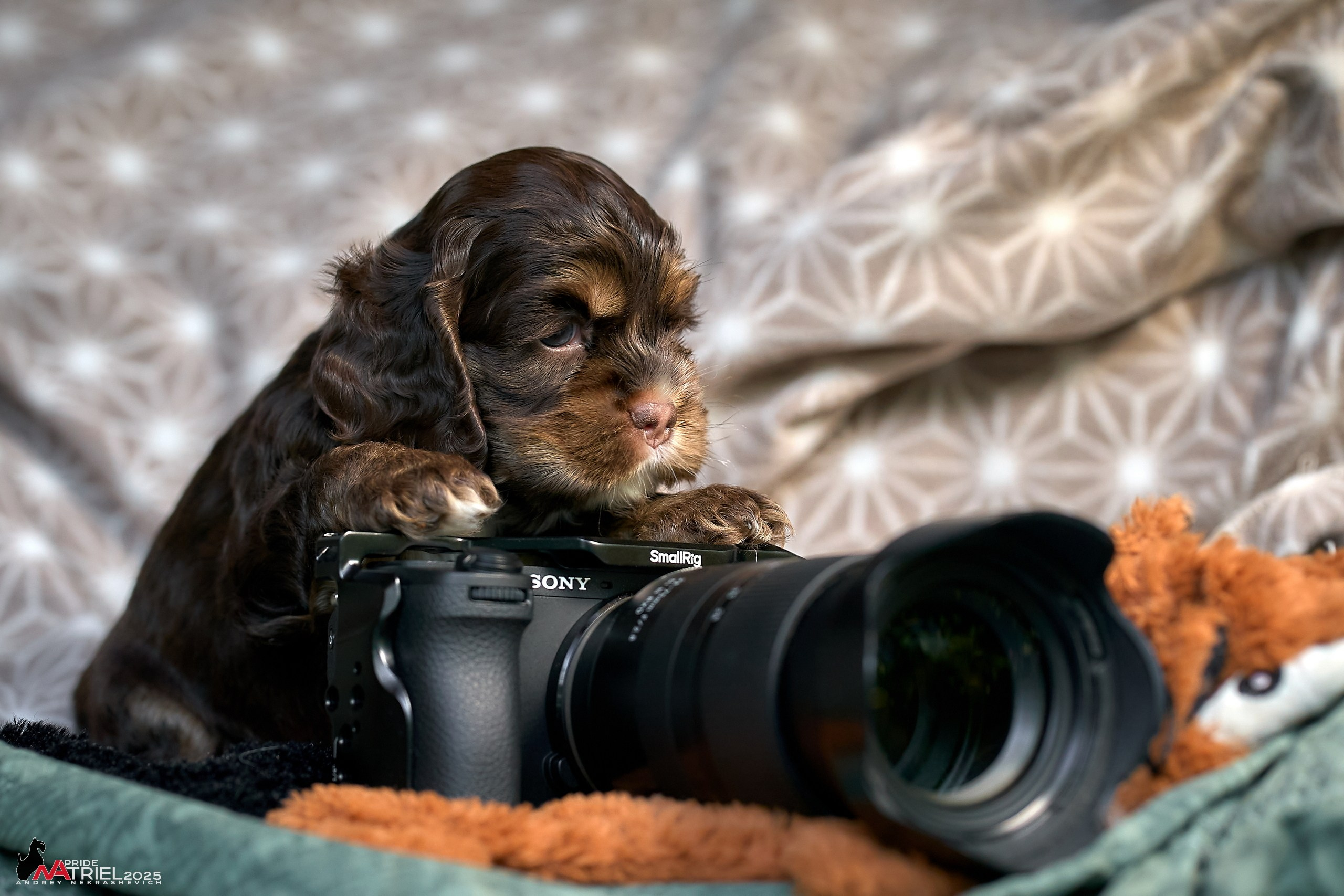 Щенки АмКокеров