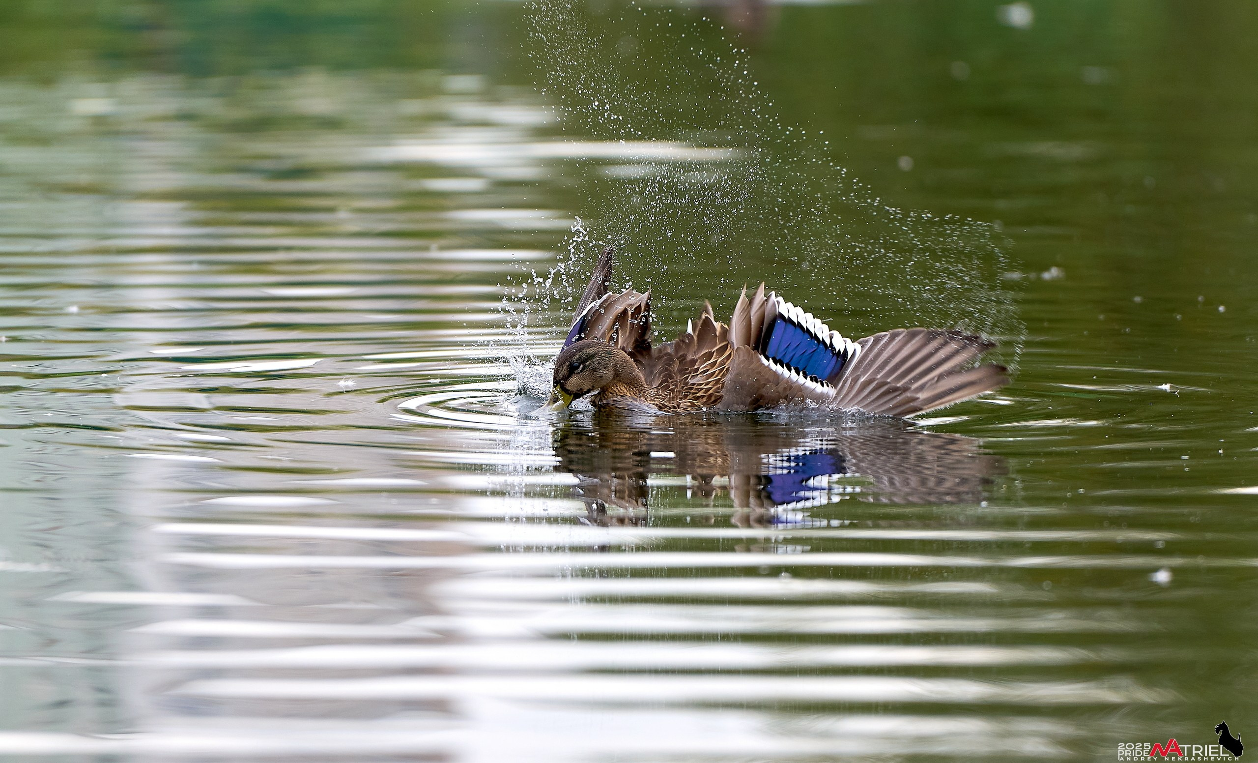 Утки на пруду