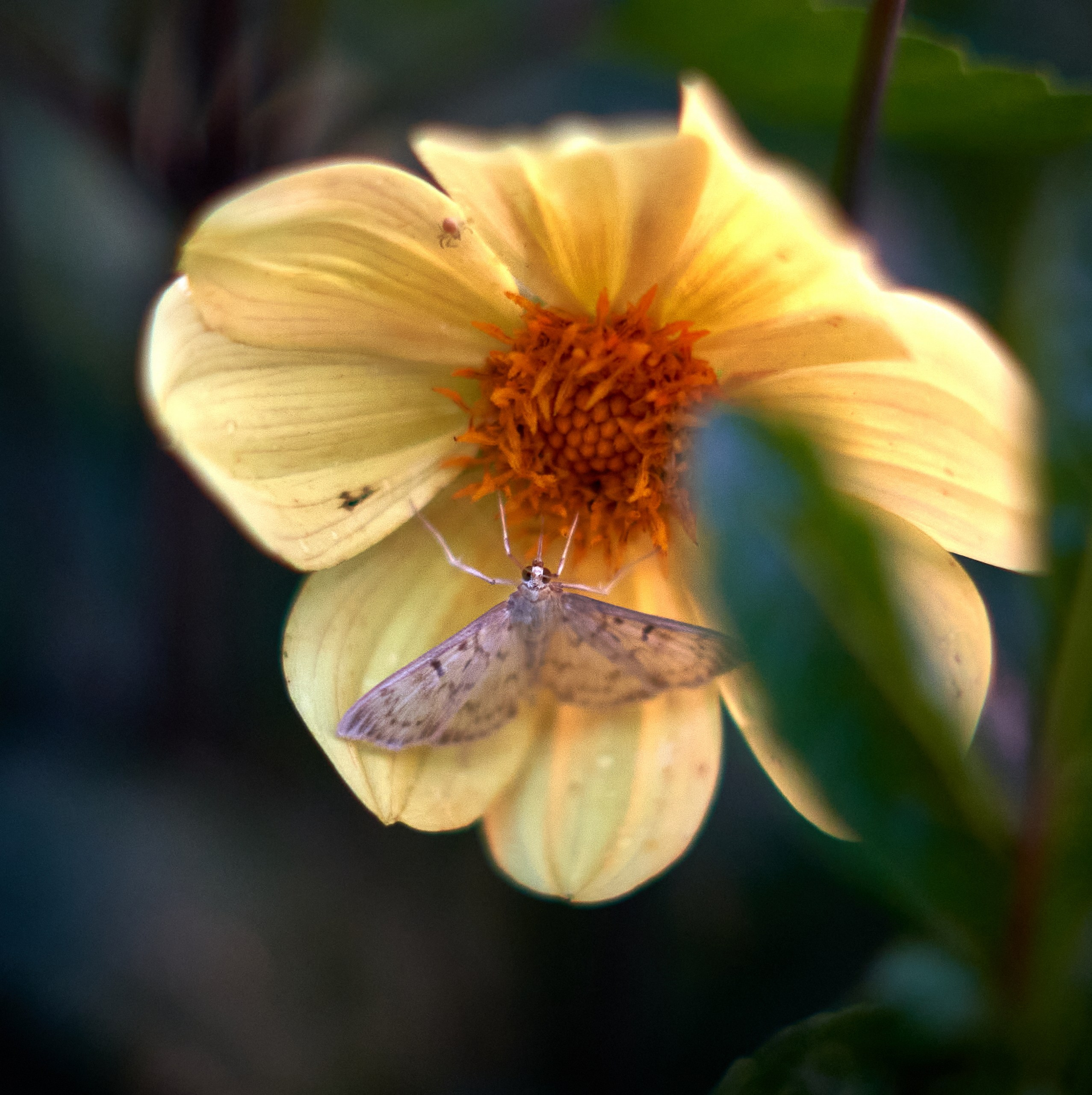 Лютики-цветочки — галерея NATRIEL