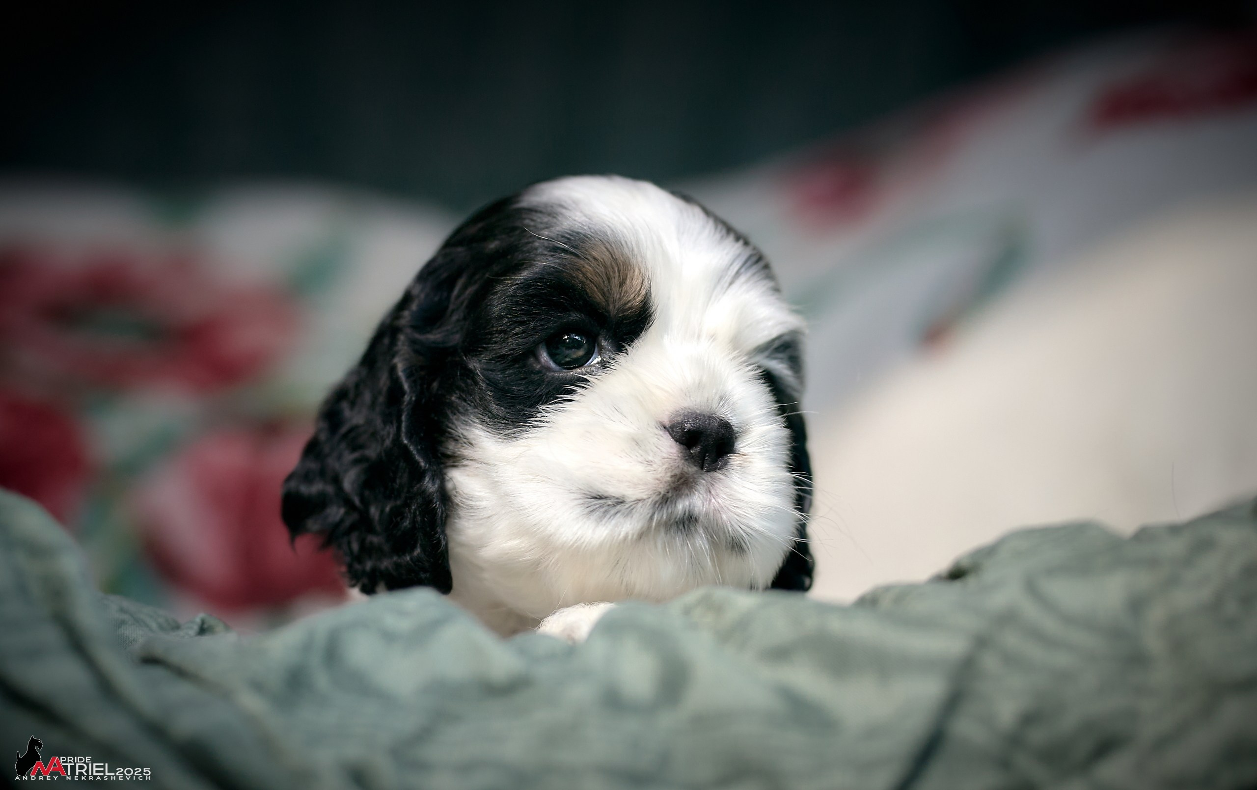 Щенки АмКокеров