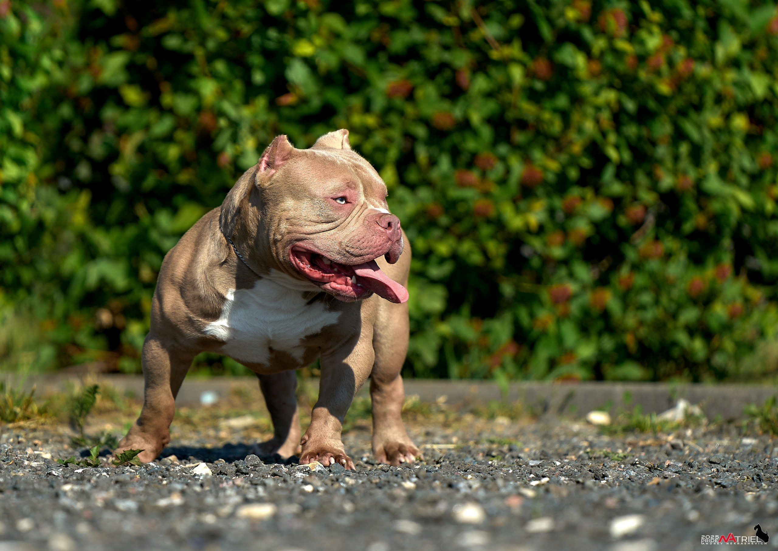 Съемка собак породы булли на природе