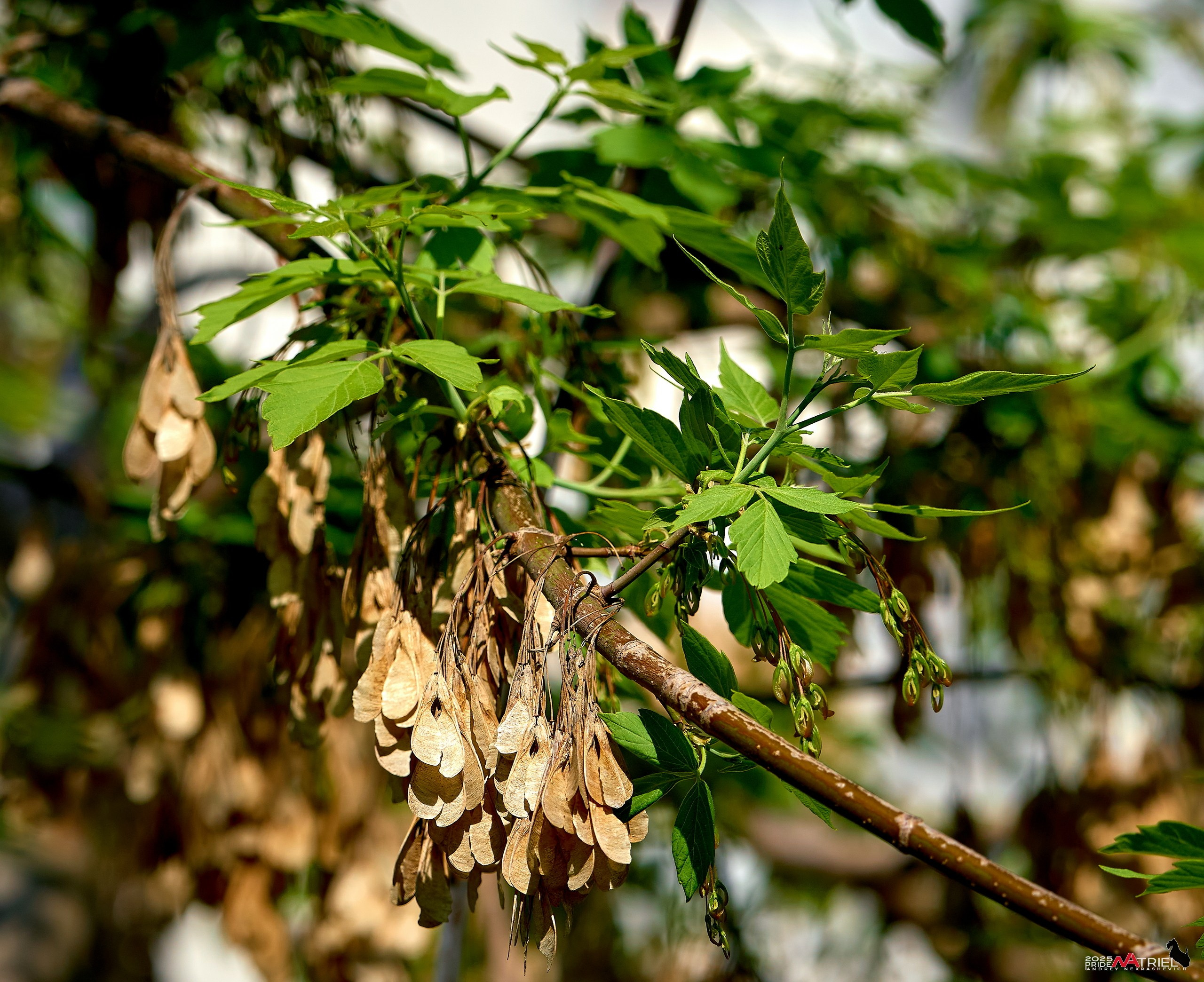 Природа в апреле. Всё в цветении!