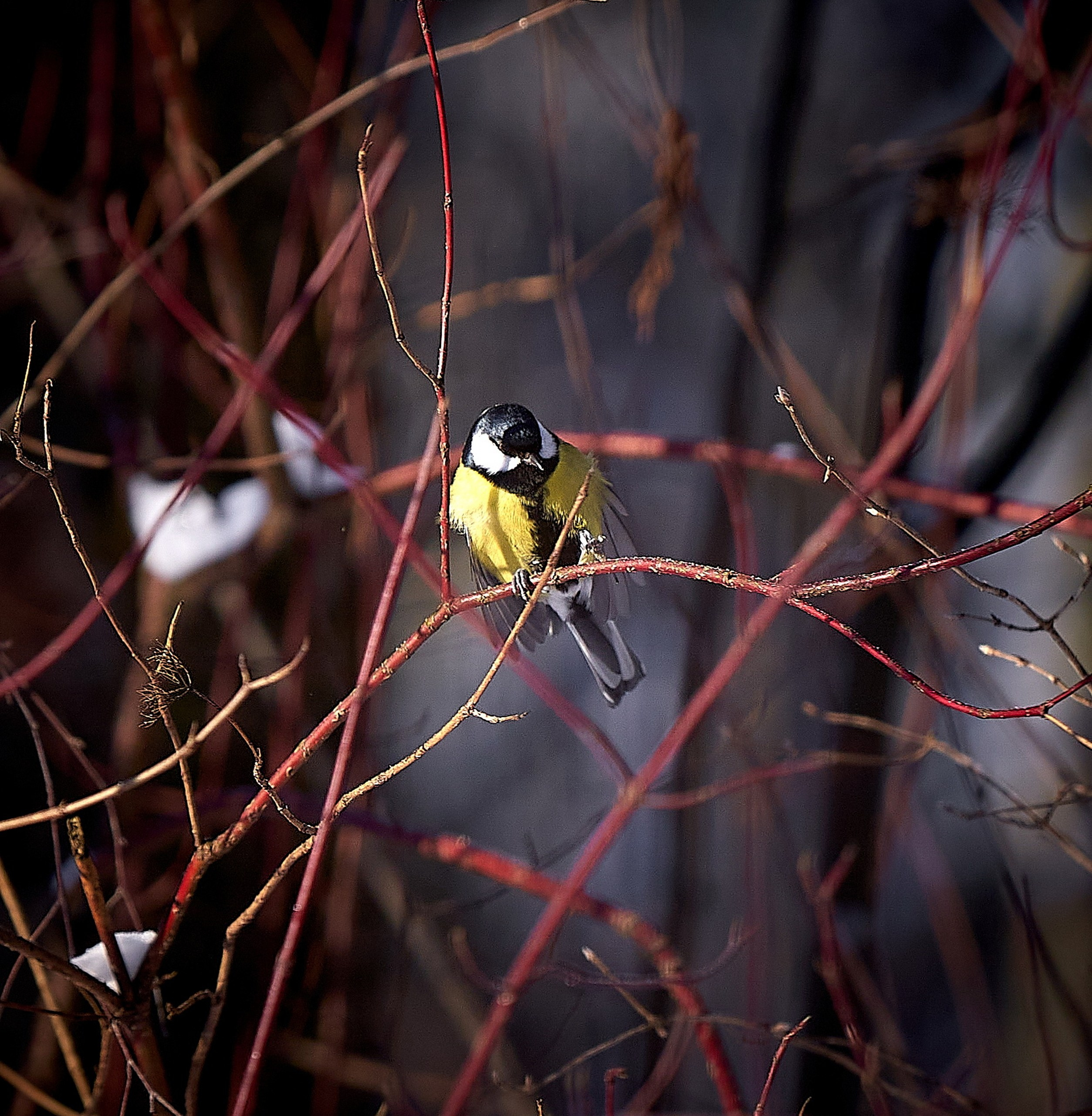 Фото птиц — галерея NATRIEL