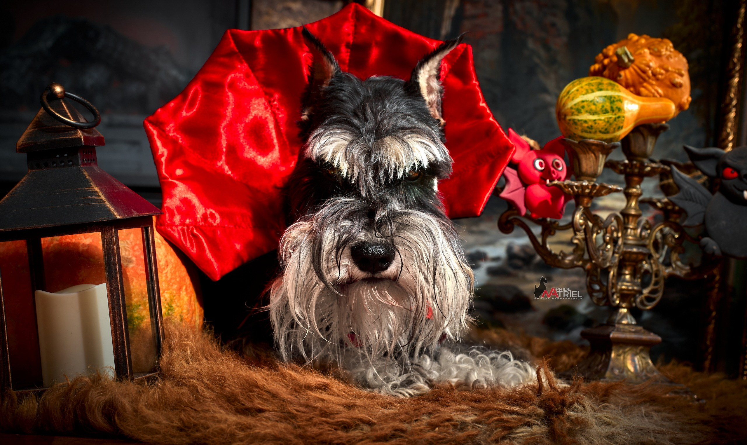 Собаки в студии — галерея NATRIEL