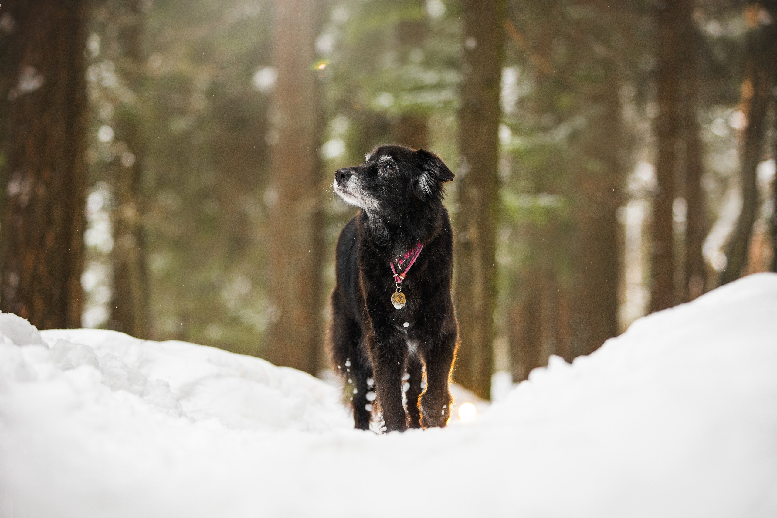 Валя, Варя и Лада. Фотограф анималист в Москве Майорова Евгения