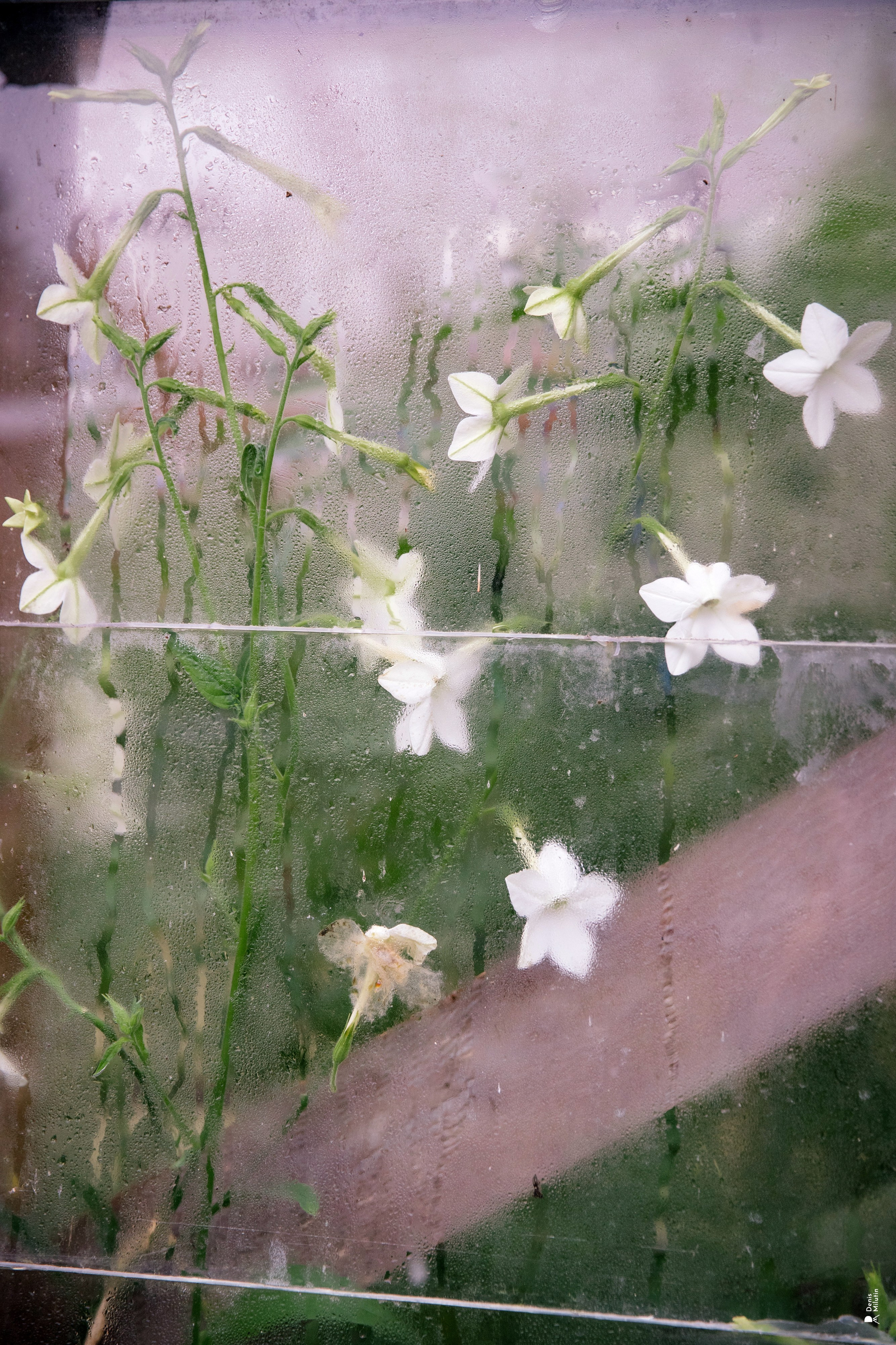 Женский Митрофаниевский скит Важеозерского мужского монастыря. Портретный фотограф Денис Милютин