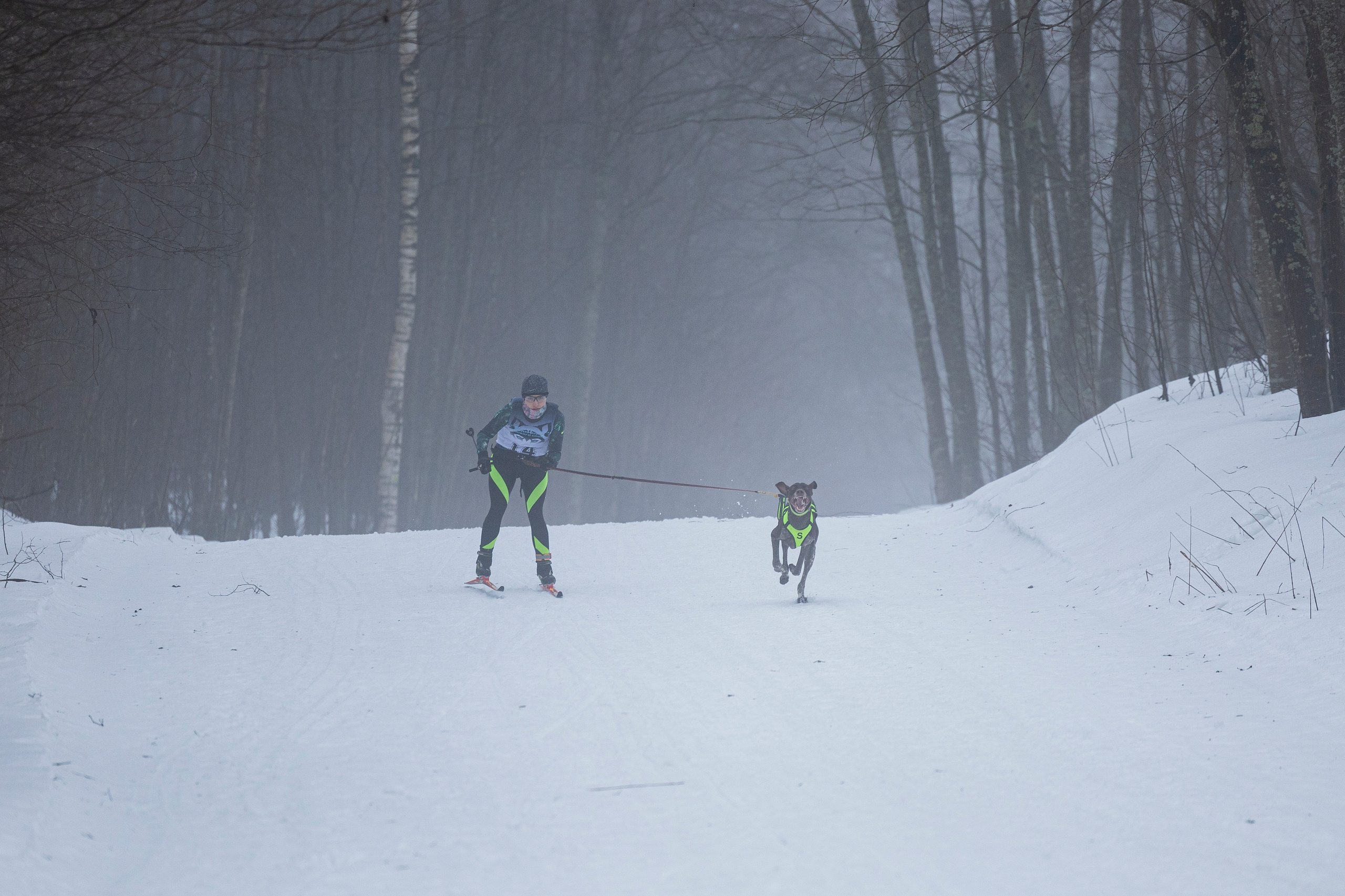 Зимний Чемпионат Санкт-Петербурга по ездовому спорту. Фотограф-анималист Анна Маринич