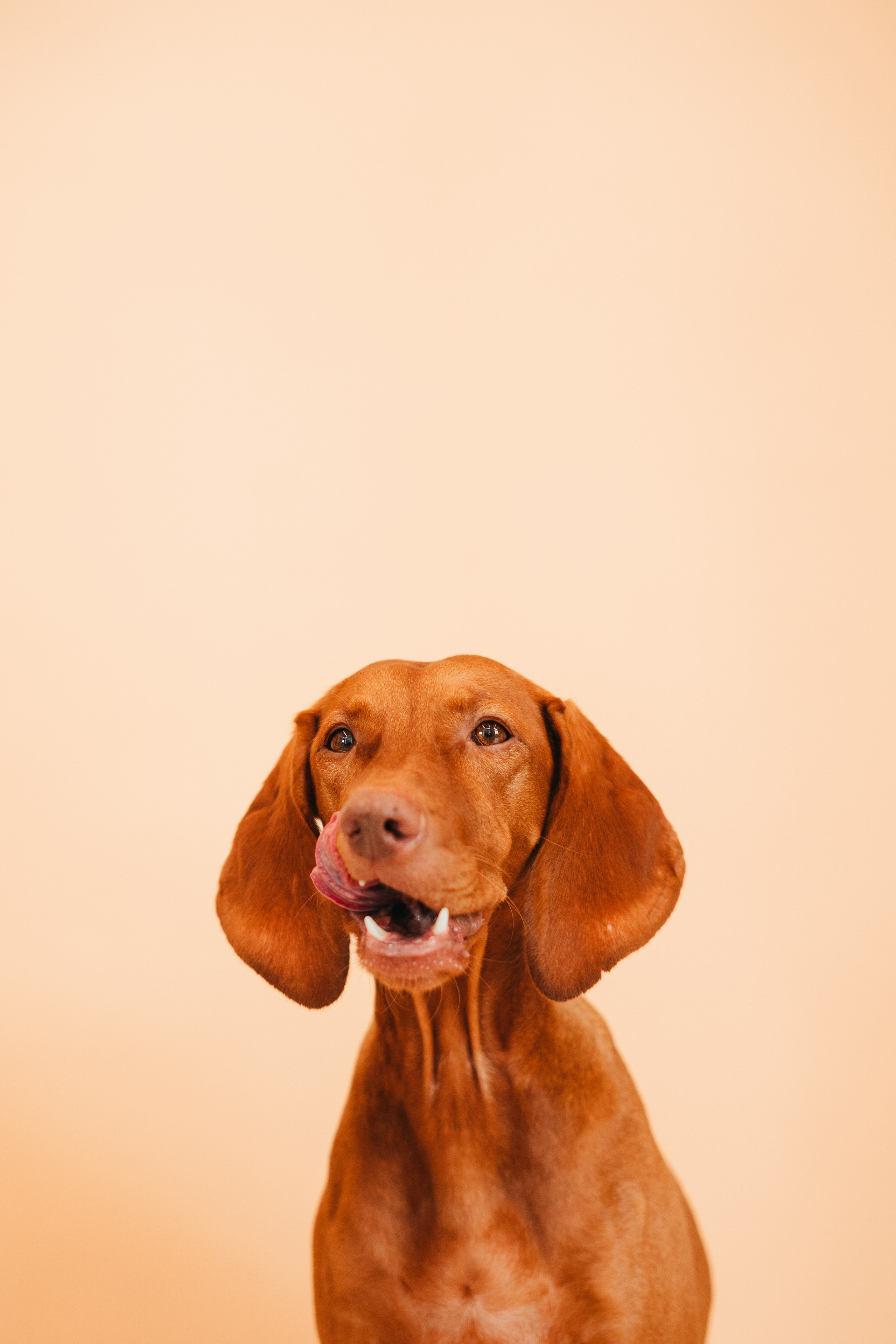 Груминг — салон. Фотограф анималист Осипчикова Мария