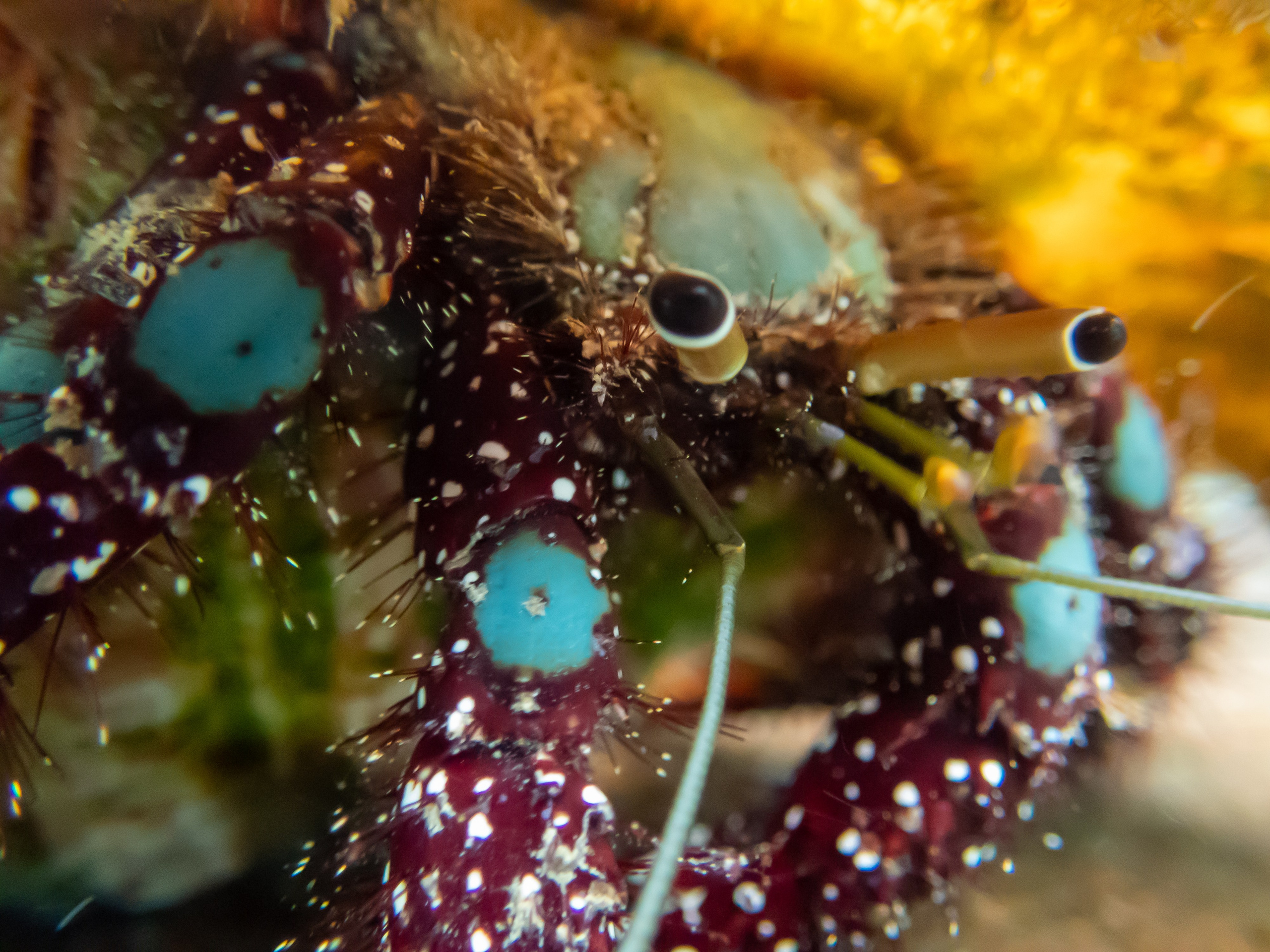 Рыбов показываю