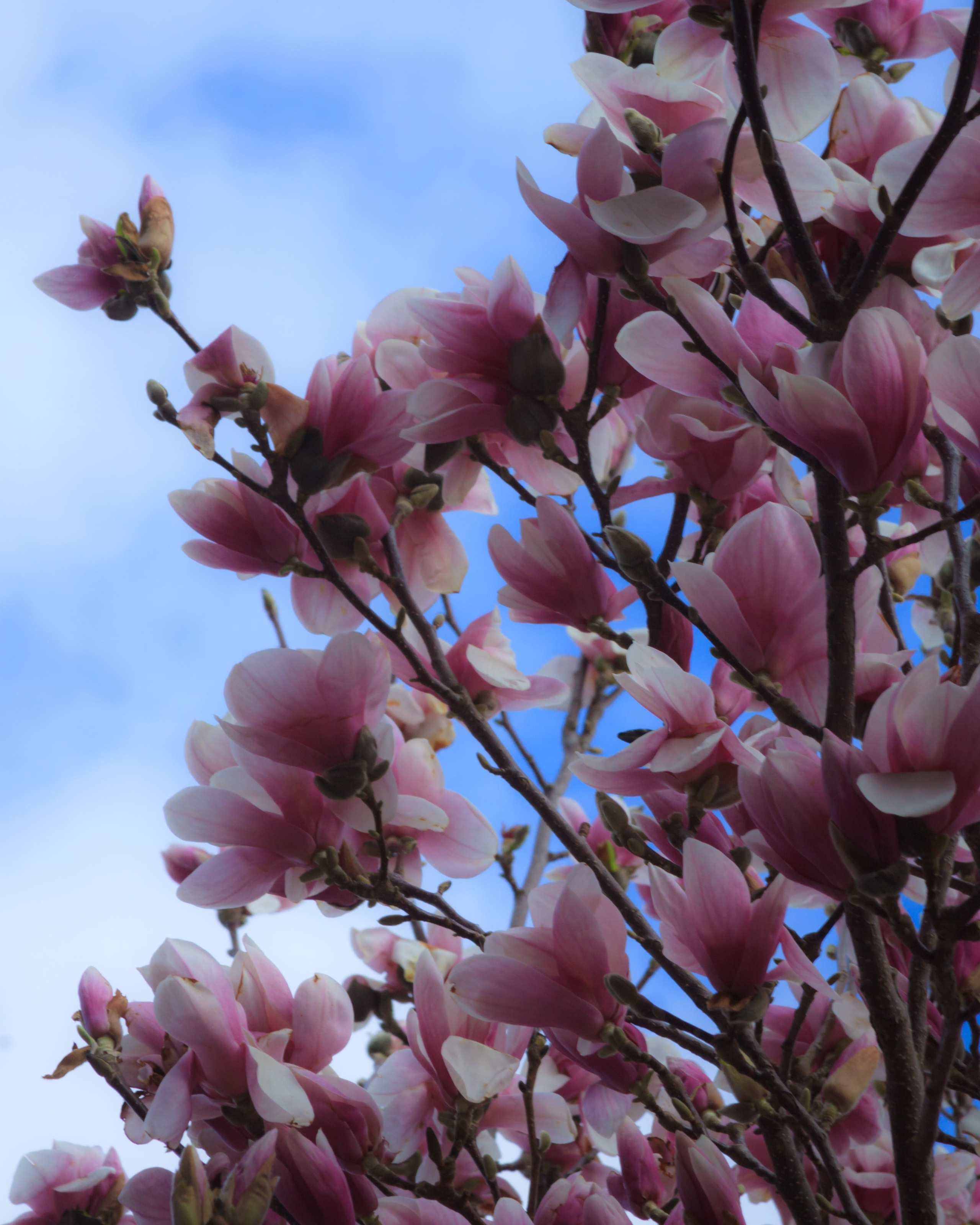 Цветение магнолии в Ессентуках. Пейзажный и архитектурный фотограф юга России