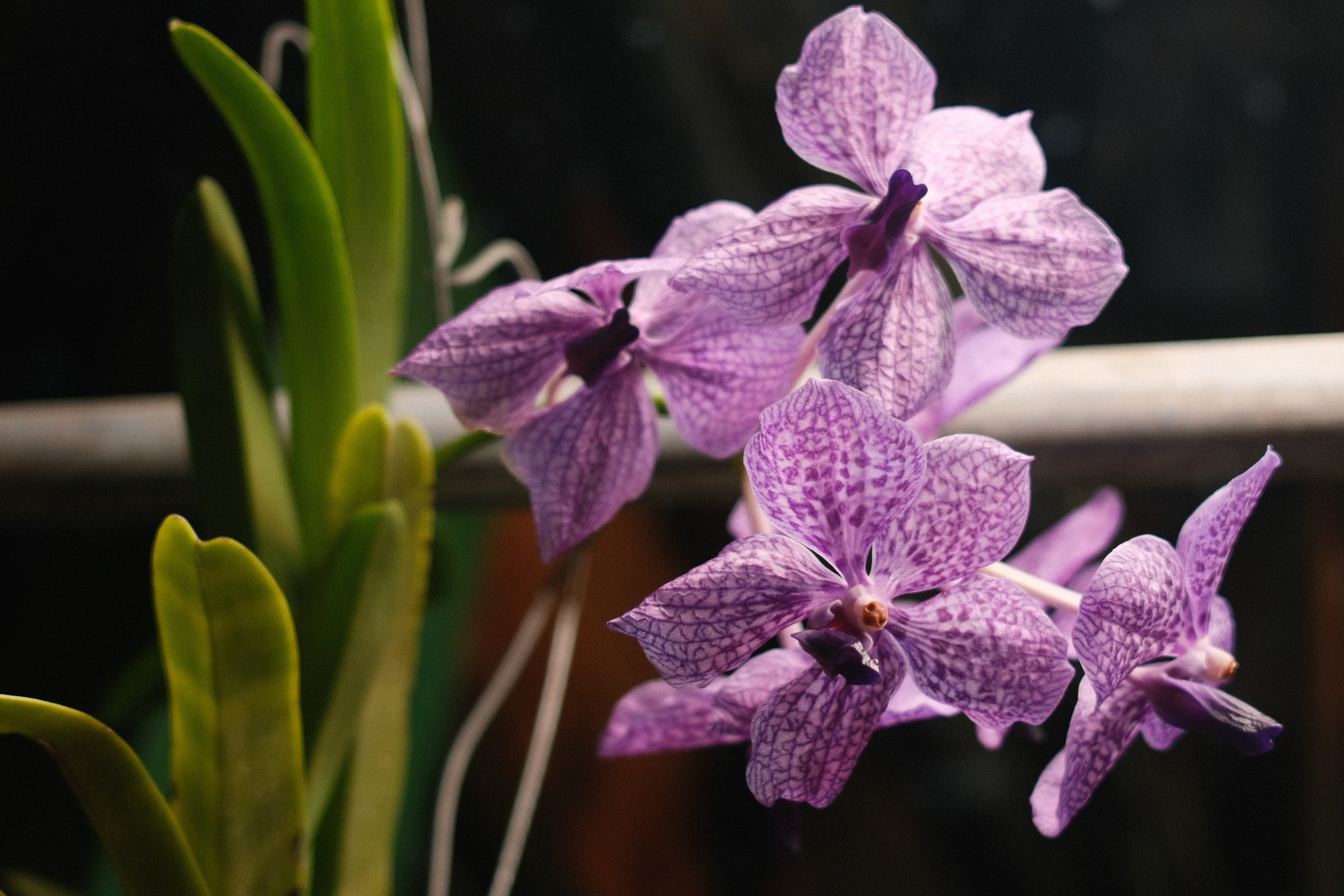 Аптекарский огород. Профессиональный фотограф в Москве Захар Ишутин