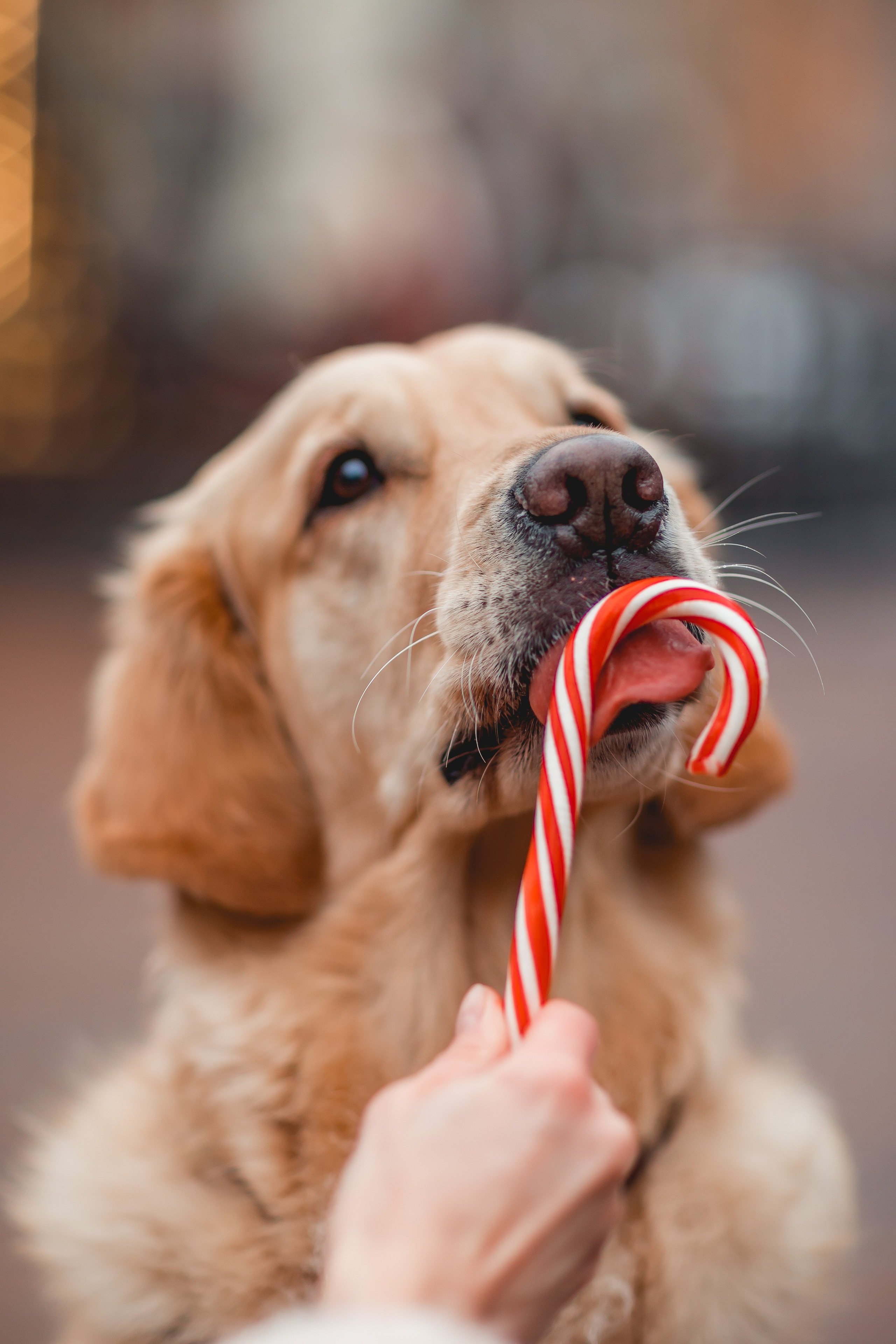 Марина и Чили. Семейный фотограф анималист Мария Крючкова