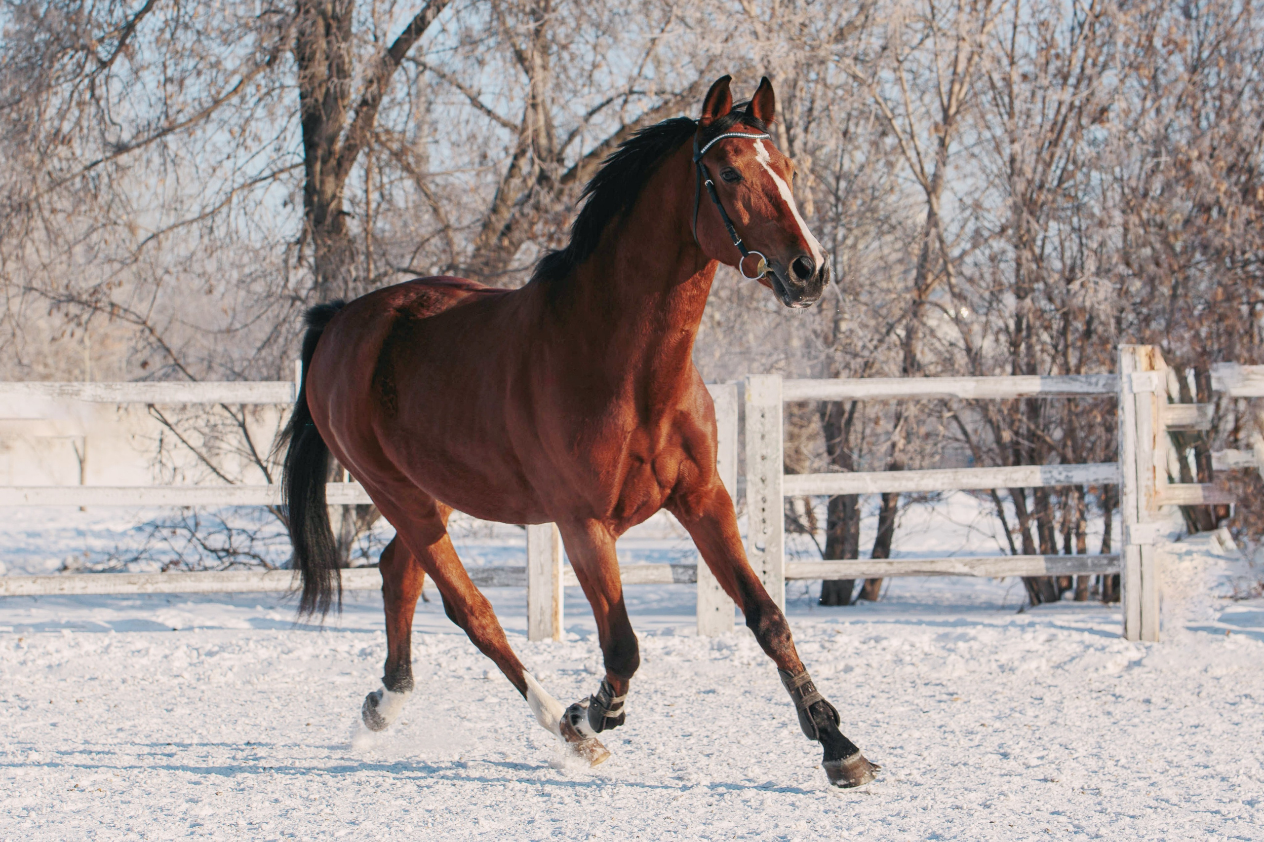 Лошади зимой. Конный фотограф в Красноярске — Любовь Похабова