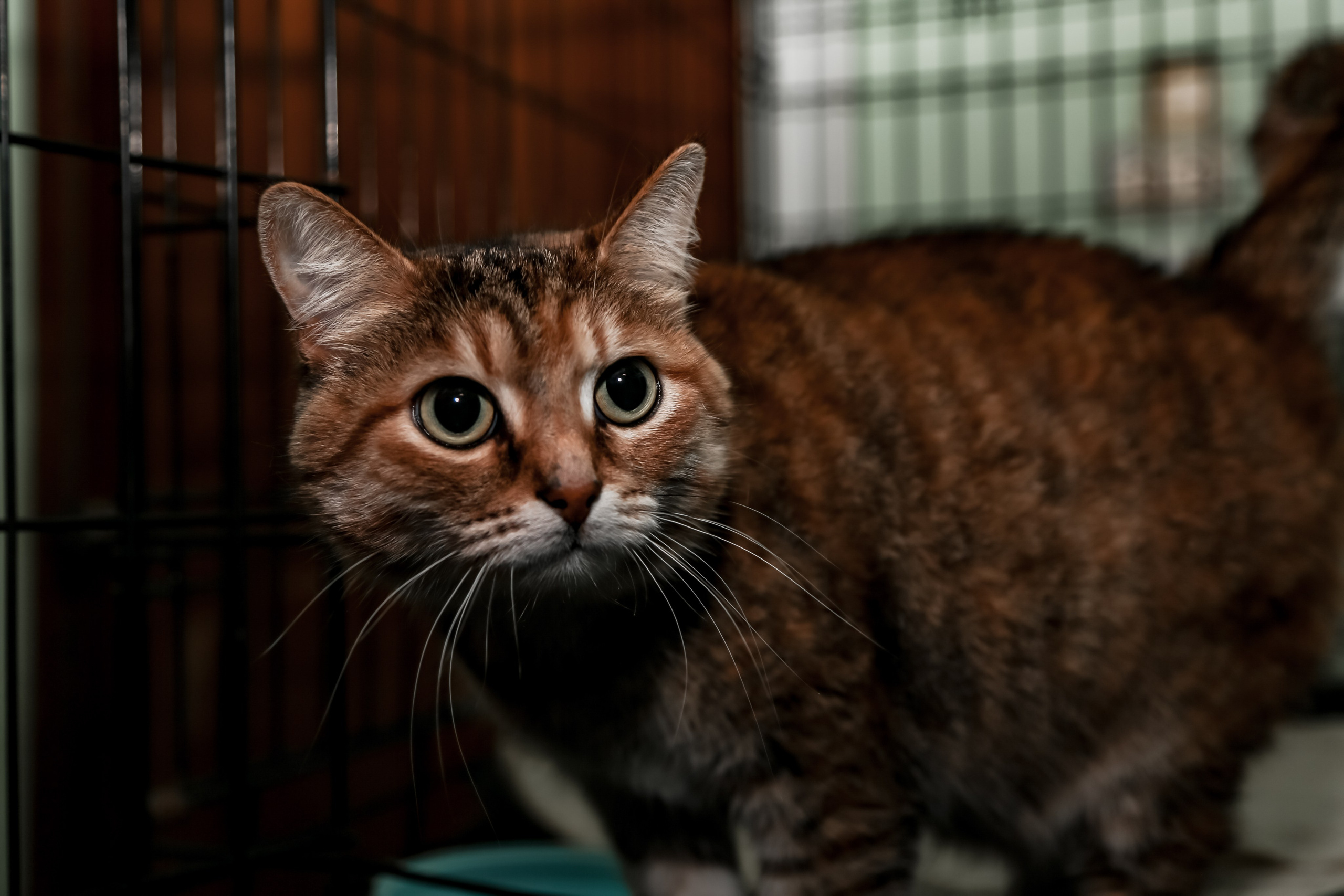 Приют Кошкин Дом Филимоша. Ваш фотограф в Оренбурге Рощупкина Екатерина