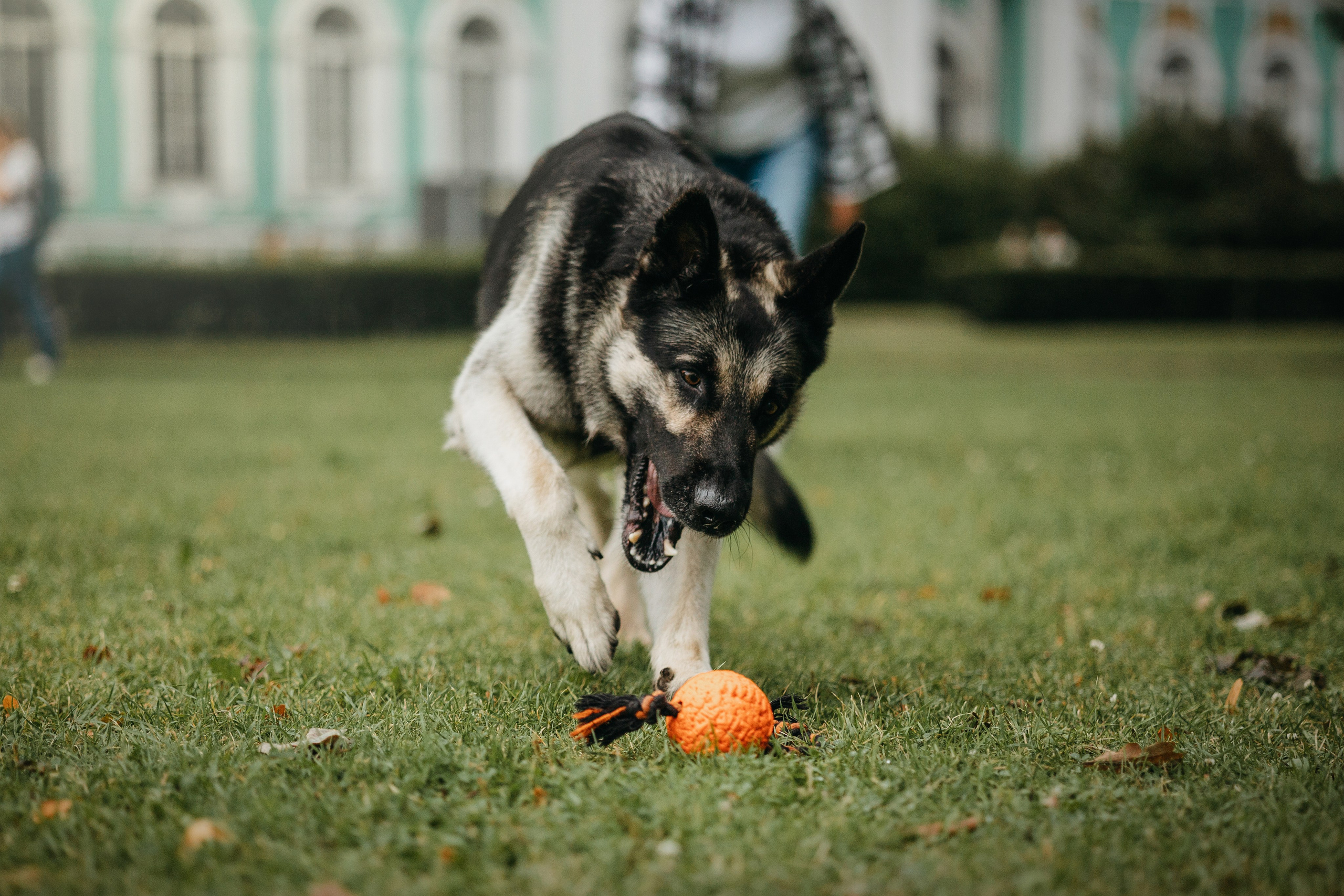 Рей и Ксения. Фотограф — Анималист | Санкт-Петербург